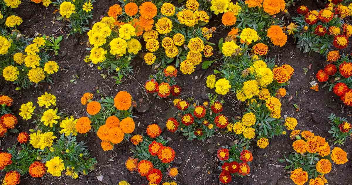 When Should You Plant Marigold Seeds