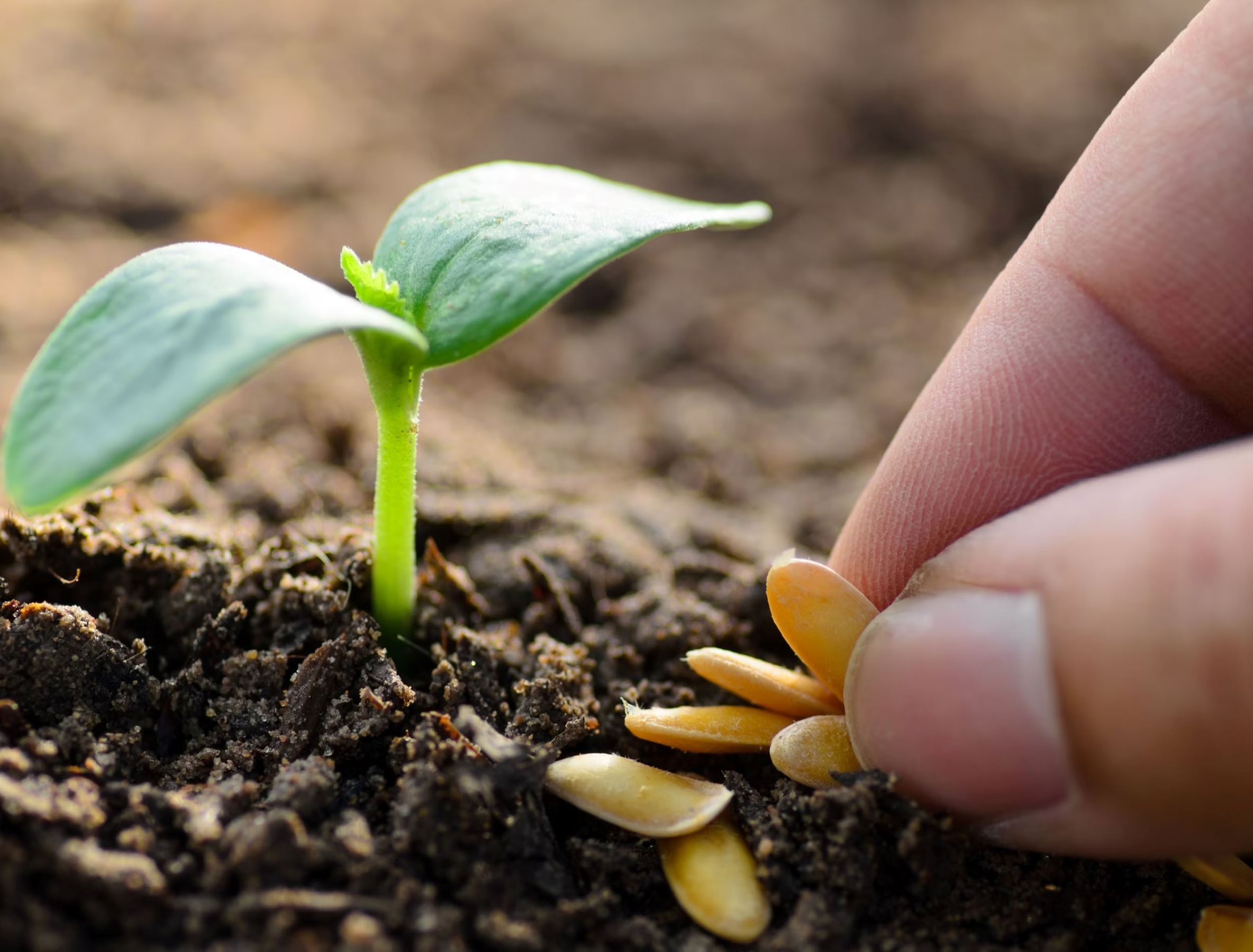 When Should You Plant Seeds