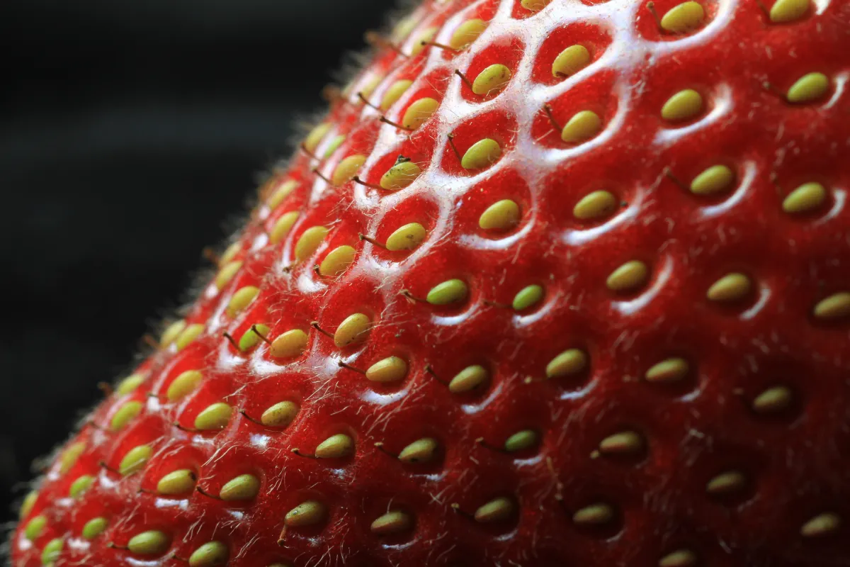When Should You Plant Strawberry Seeds