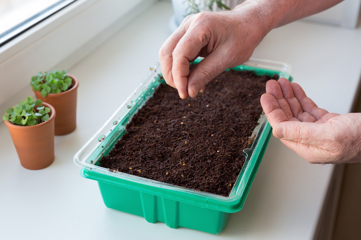 When Should You Start Vegetable Seeds Indoors