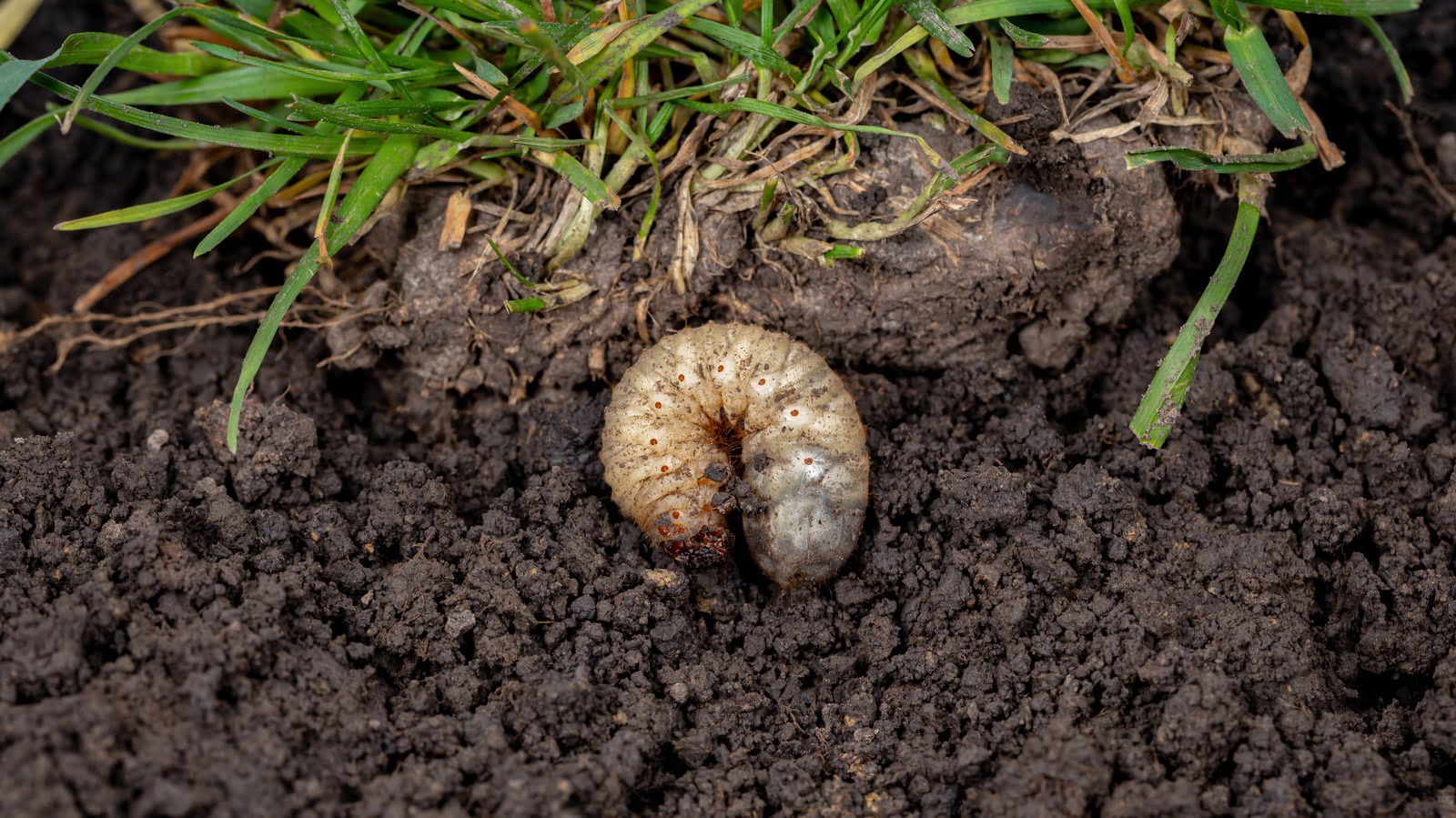 When To Apply Grub Control For Lawns