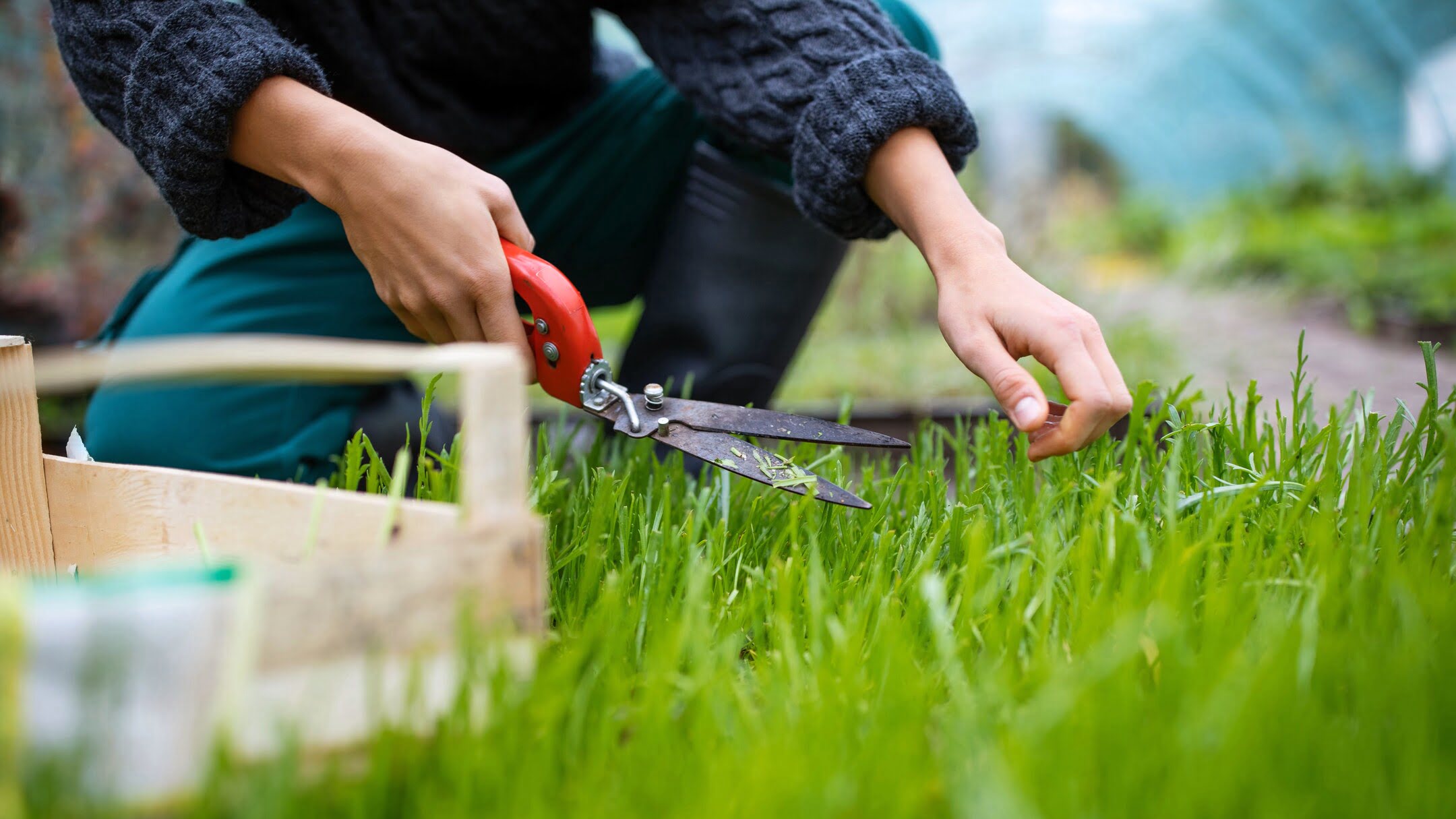 When To Cut New Grass Grown From Seed