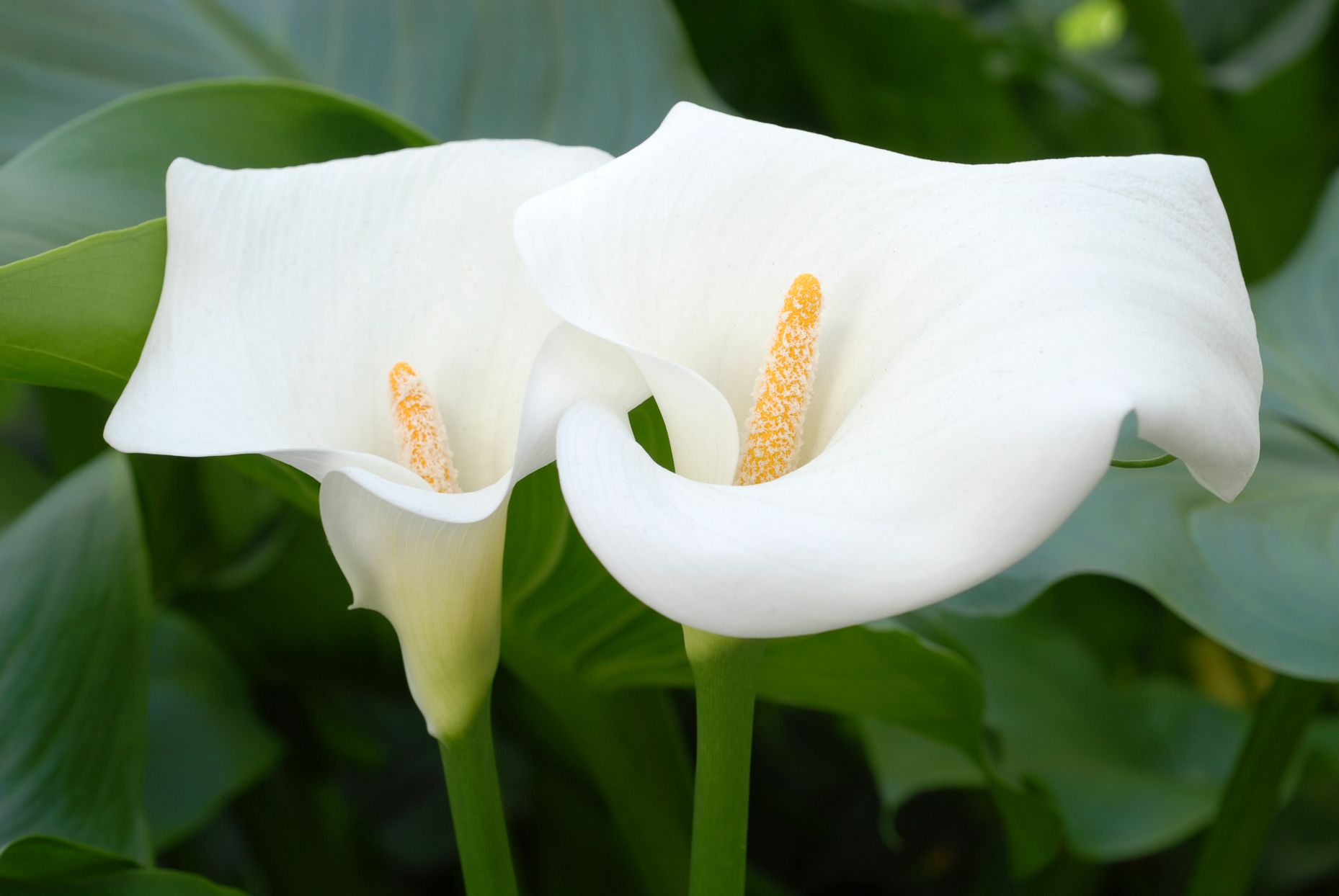 When To Harvest Calla Lily Seeds | Storables