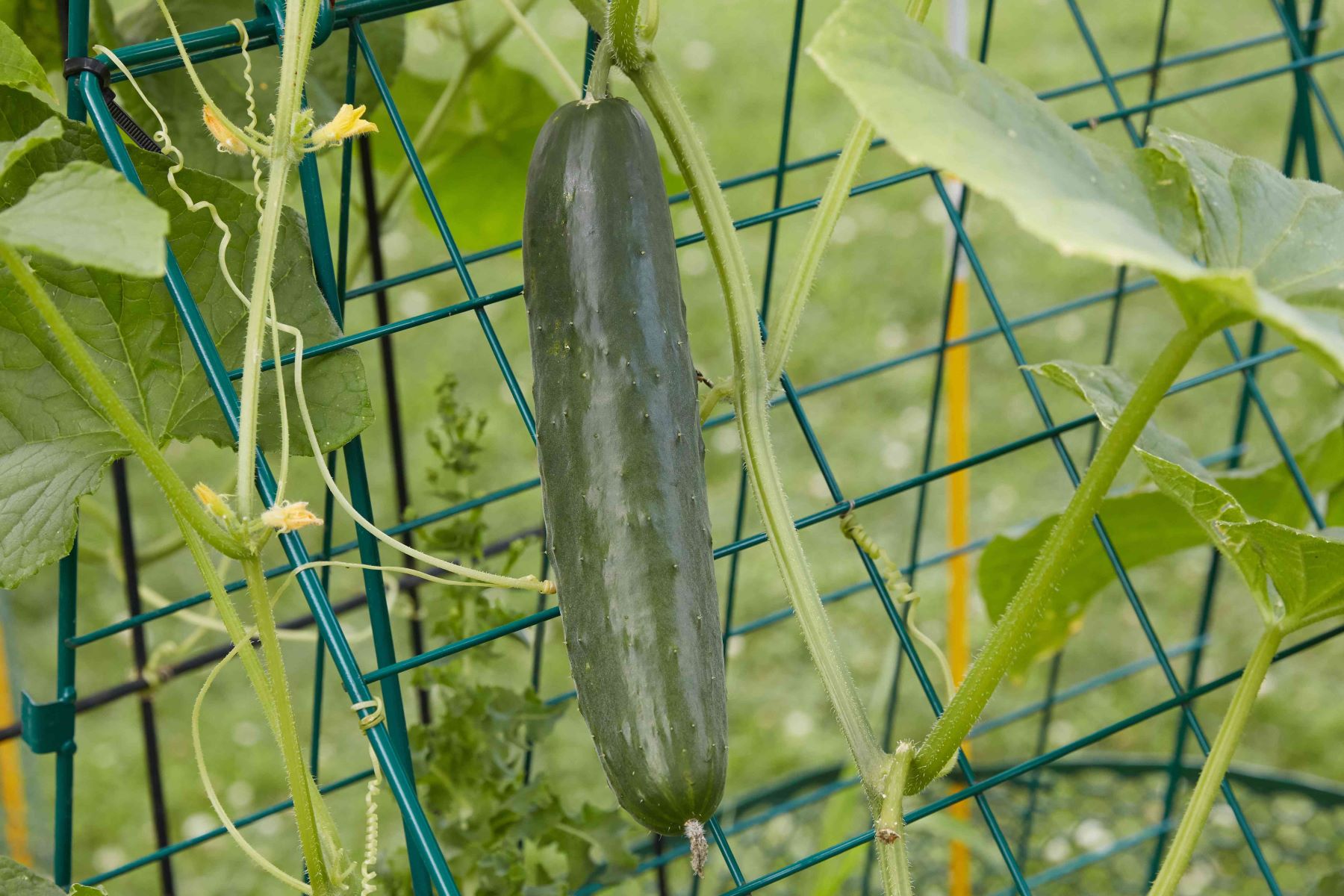 When To Harvest Cucumber Seeds