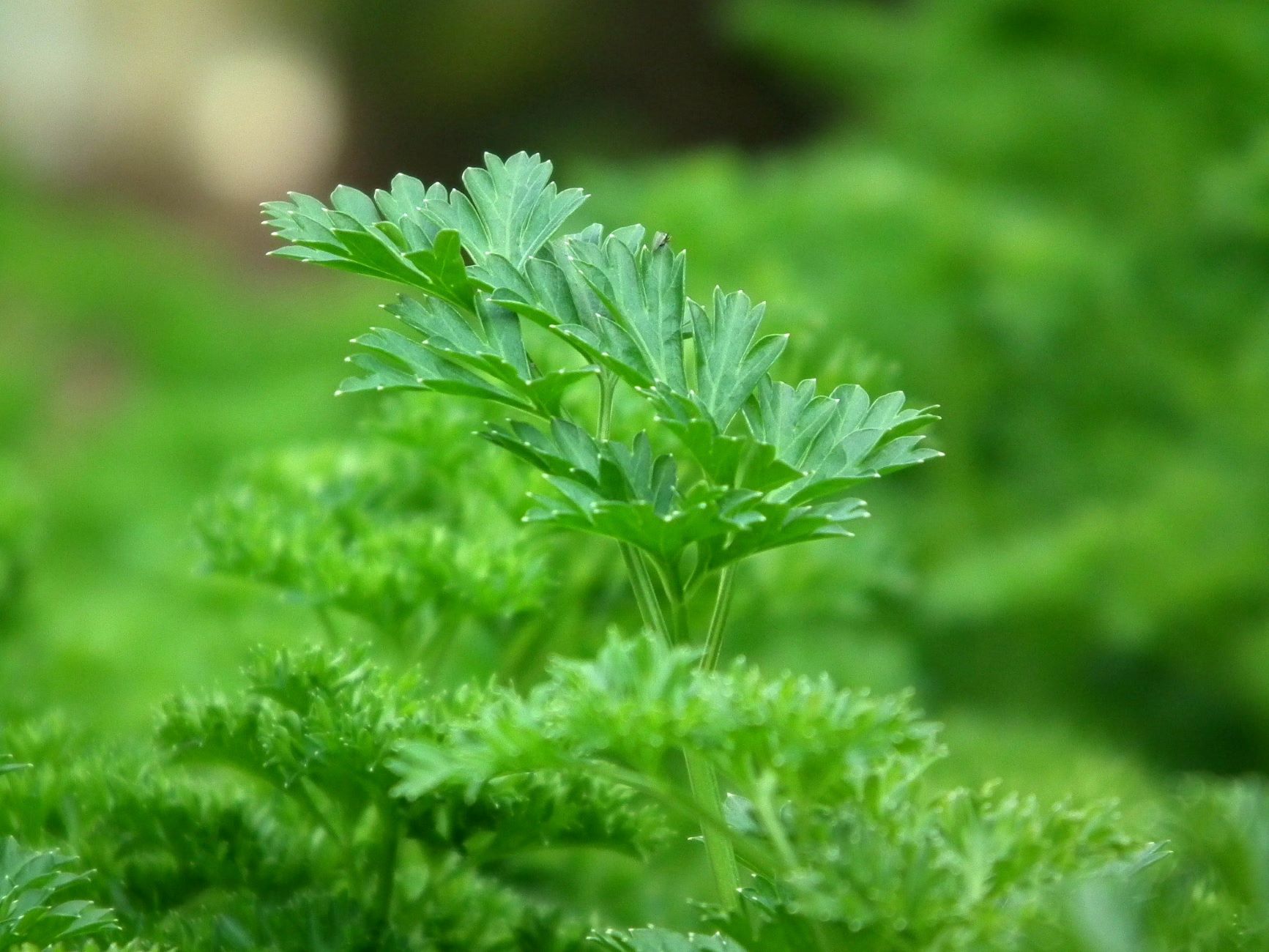 When To Harvest Parsley Seeds