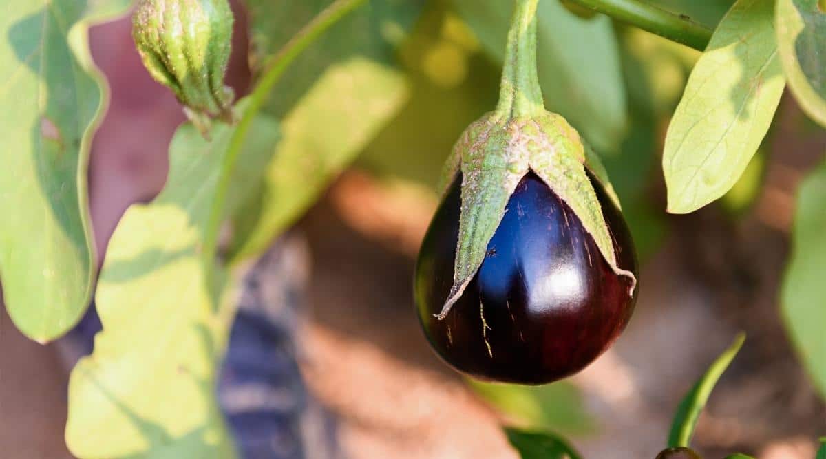 When To Pick Patio Baby Eggplant