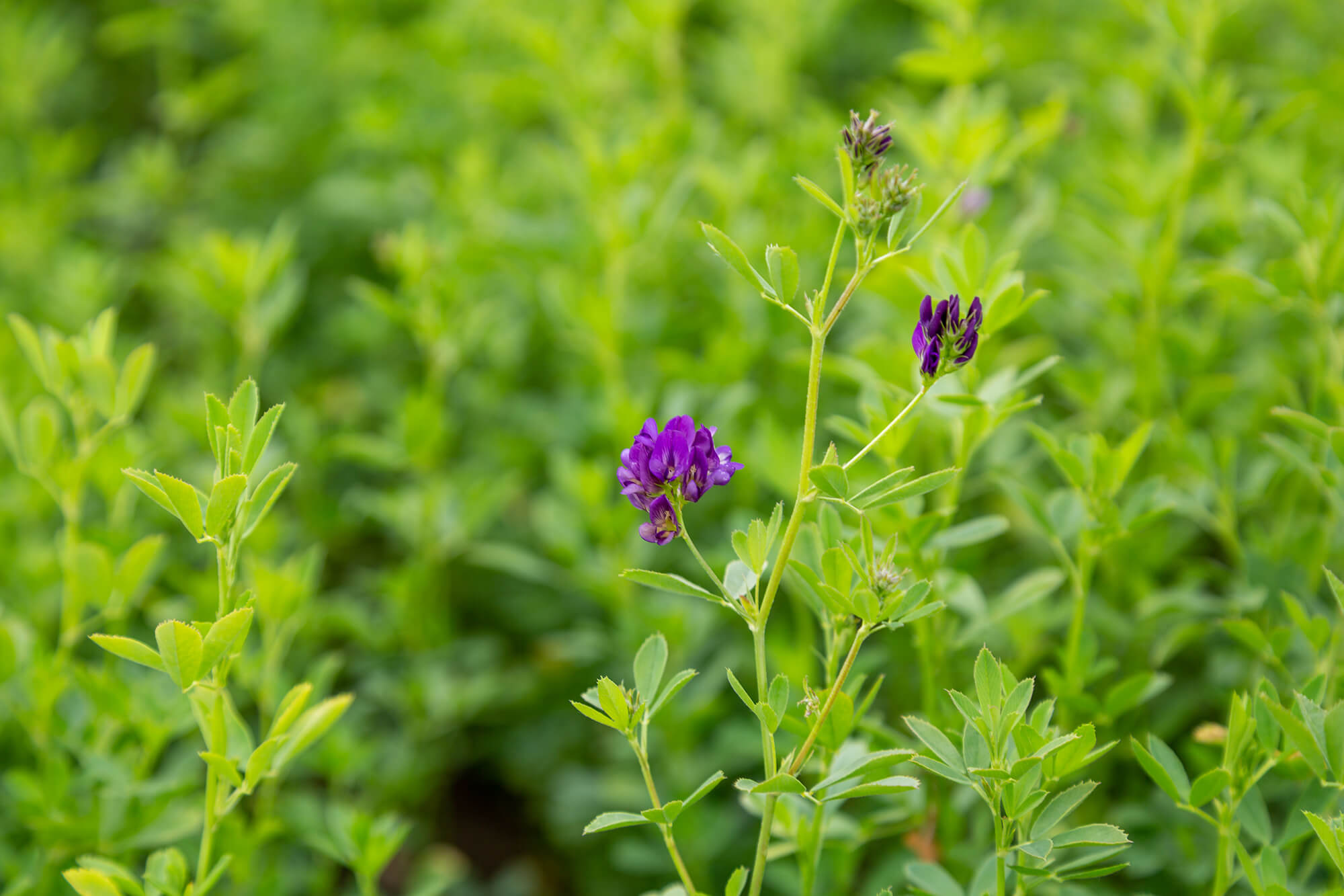When To Plant Alfalfa Seed