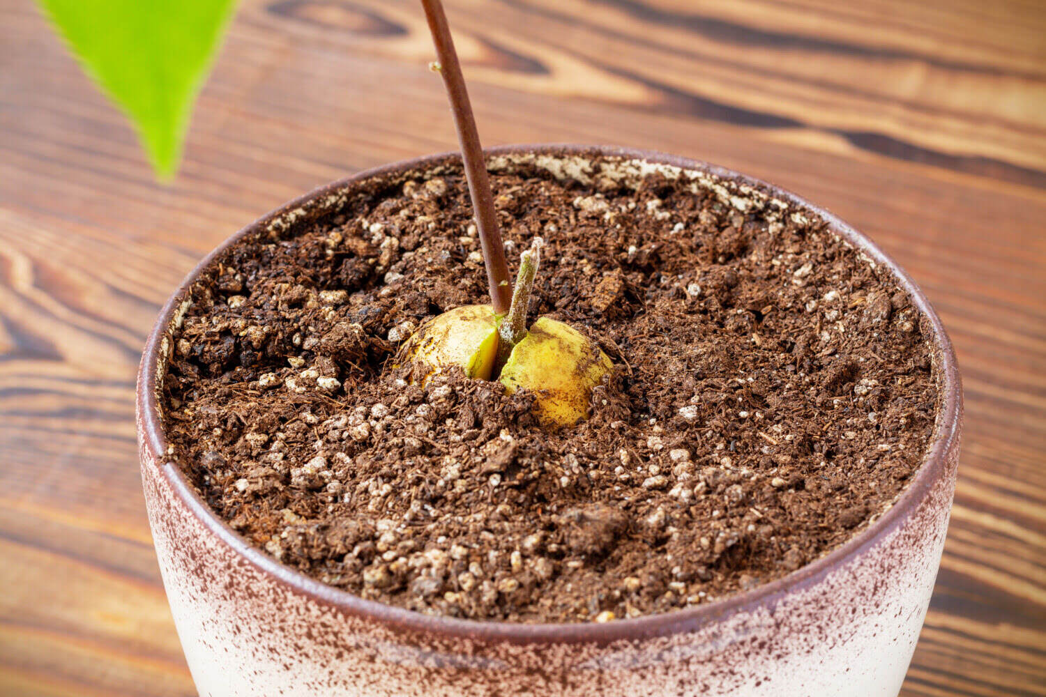 When To Plant Avocado Seed In Soil