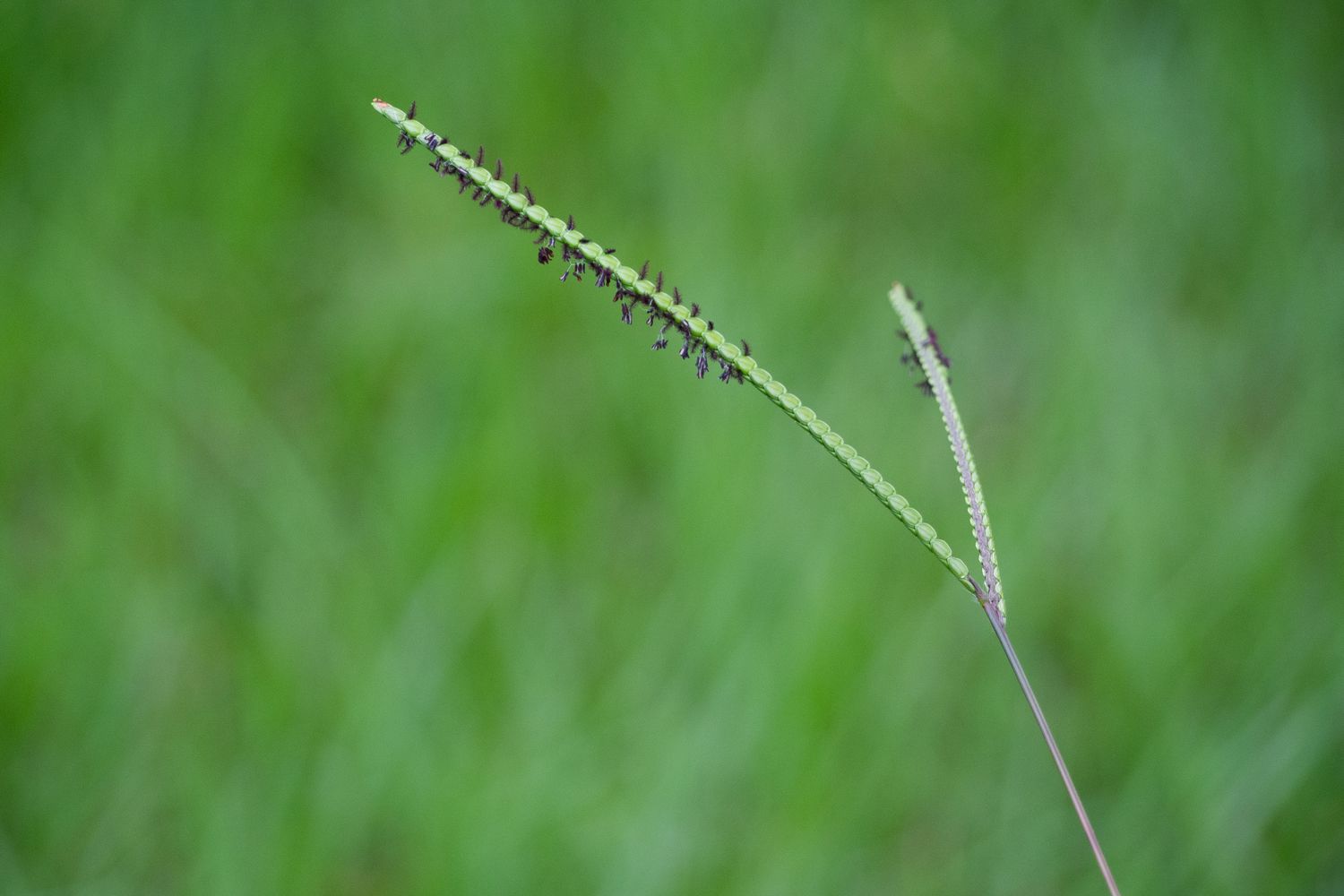 When To Plant Bahia Grass Seed
