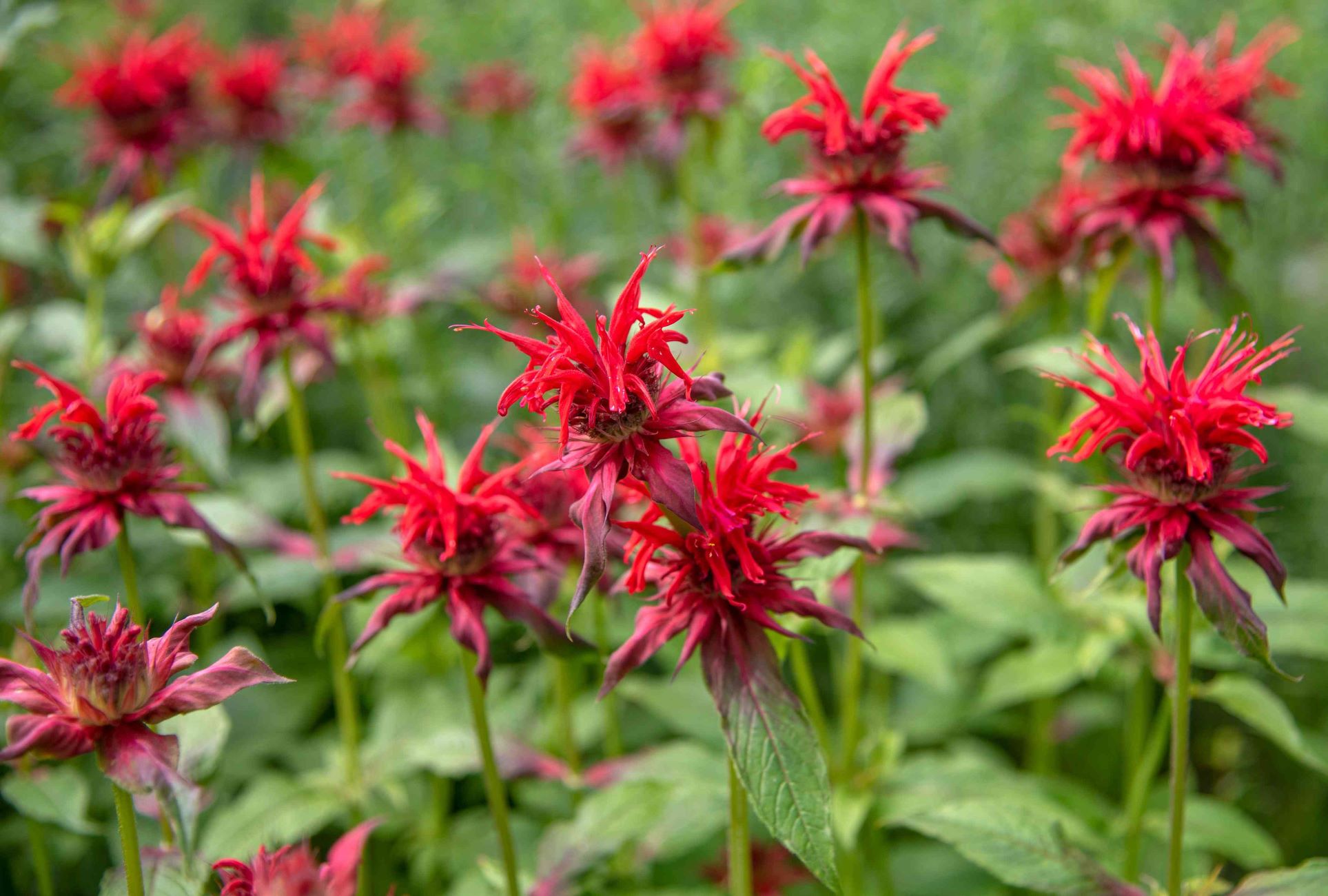 When To Plant Bee Balm Seeds
