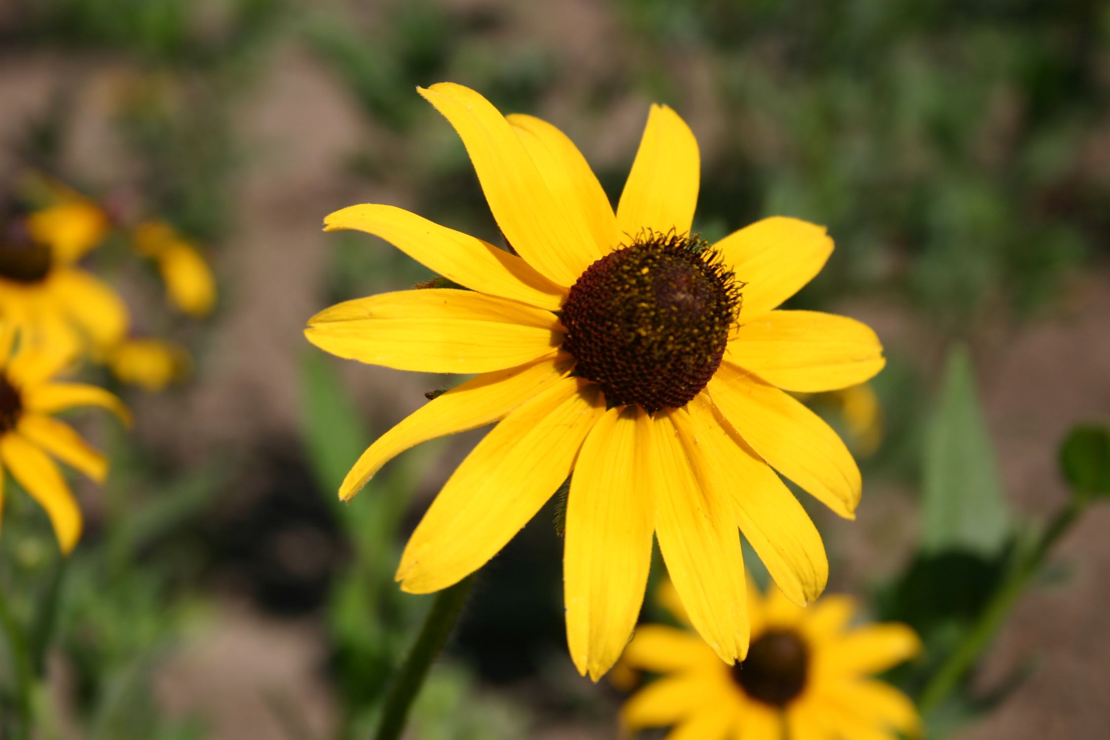When To Plant Black Eyed Susan Seeds