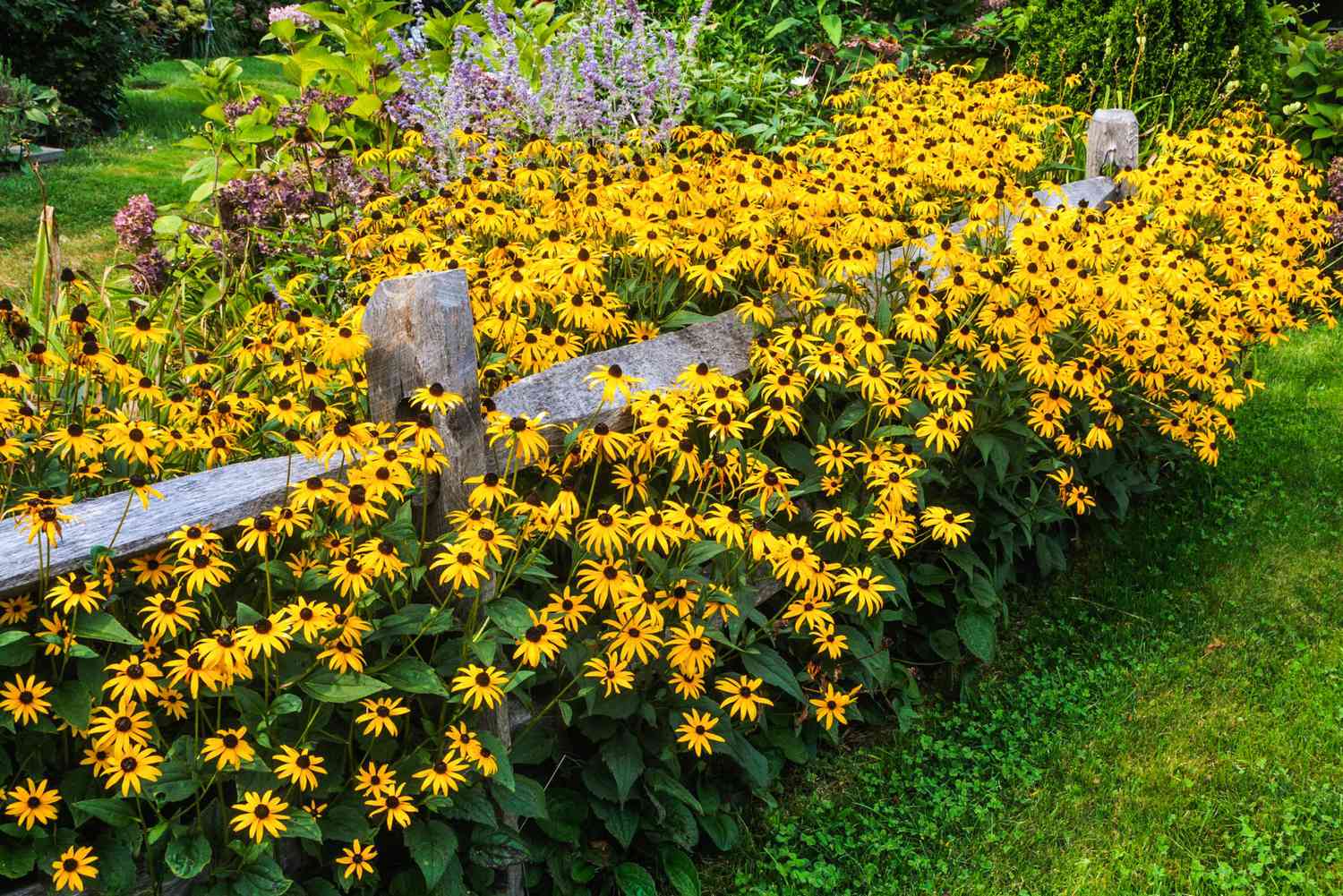 When To Plant Black-Eyed Susan Seeds Outdoors