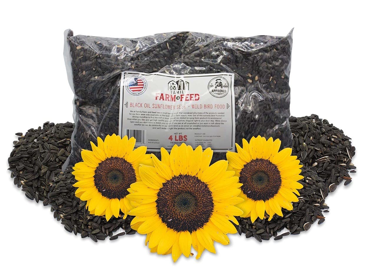 When To Plant Black Oil Sunflower Seeds