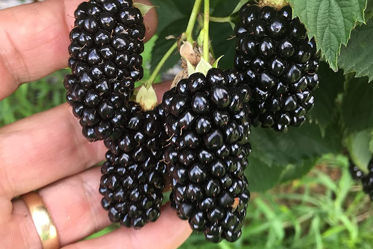 When To Plant Blackberry Seeds