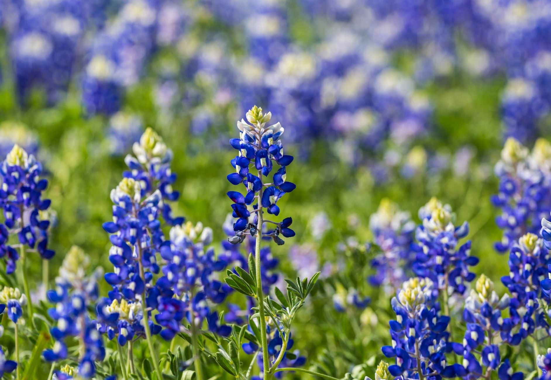 When To Plant Bluebonnet Seeds