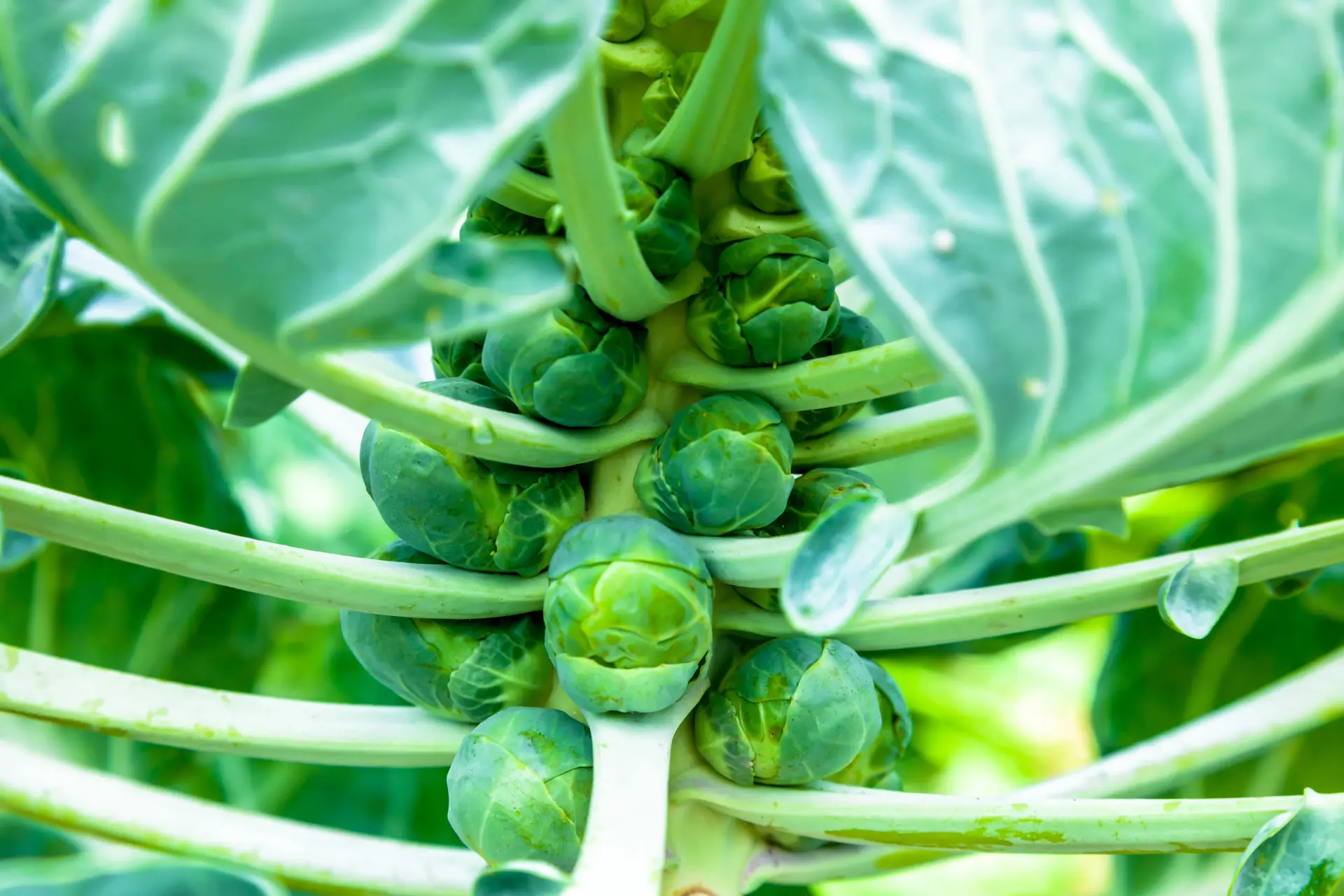 When To Plant Brussel Sprout Seeds