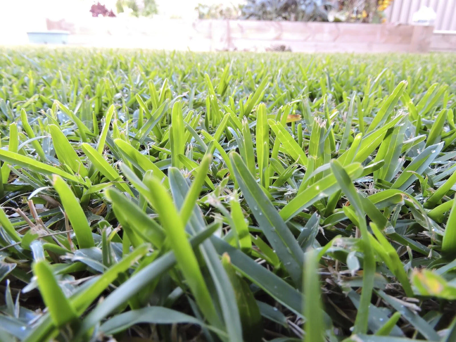 When To Plant Buffalo Grass Seed