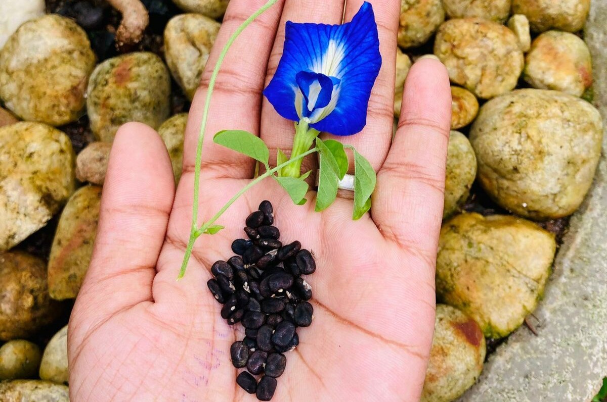 When To Plant Butterfly Pea Seeds