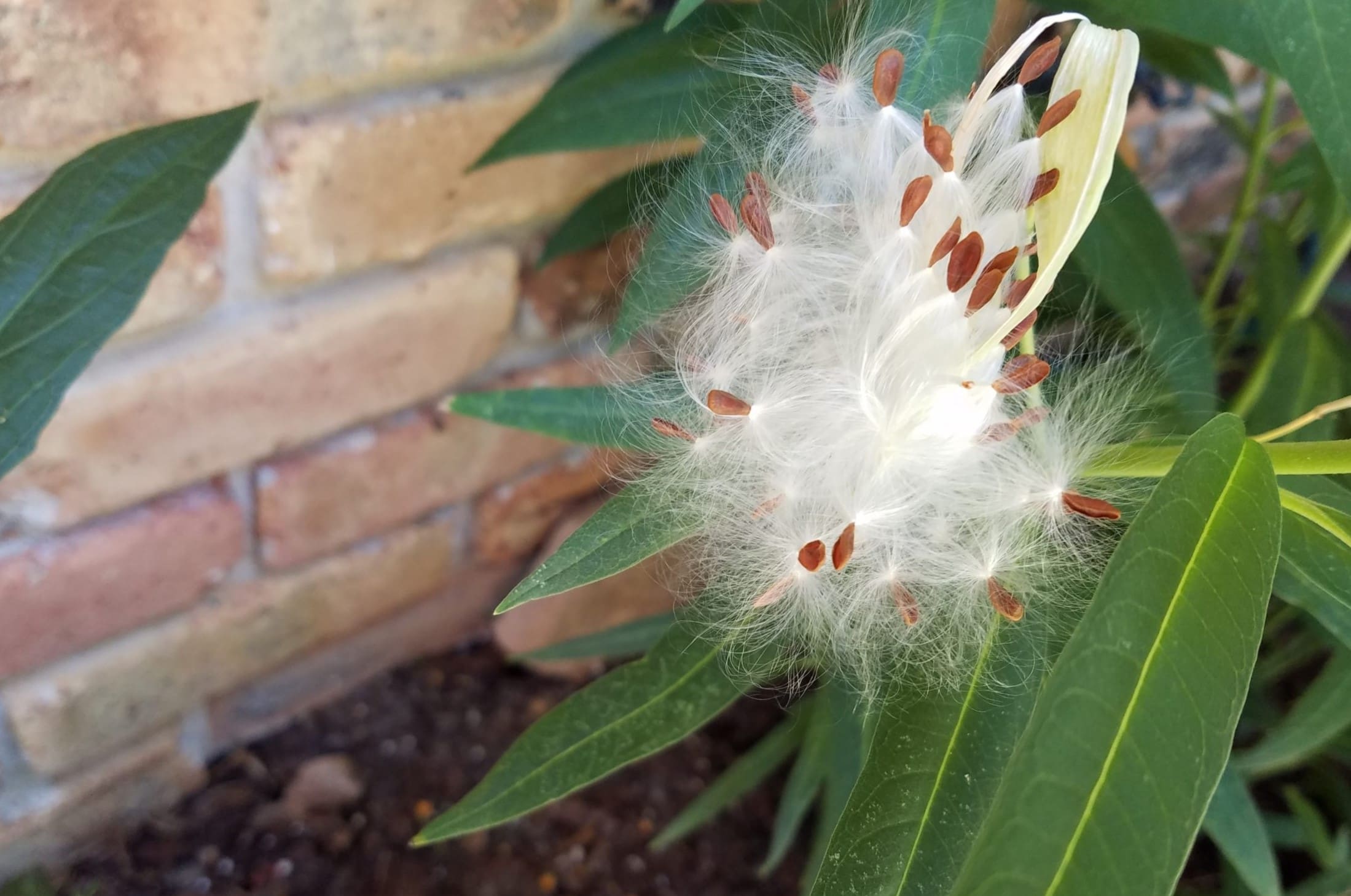 When To Plant Butterfly Weed Seeds