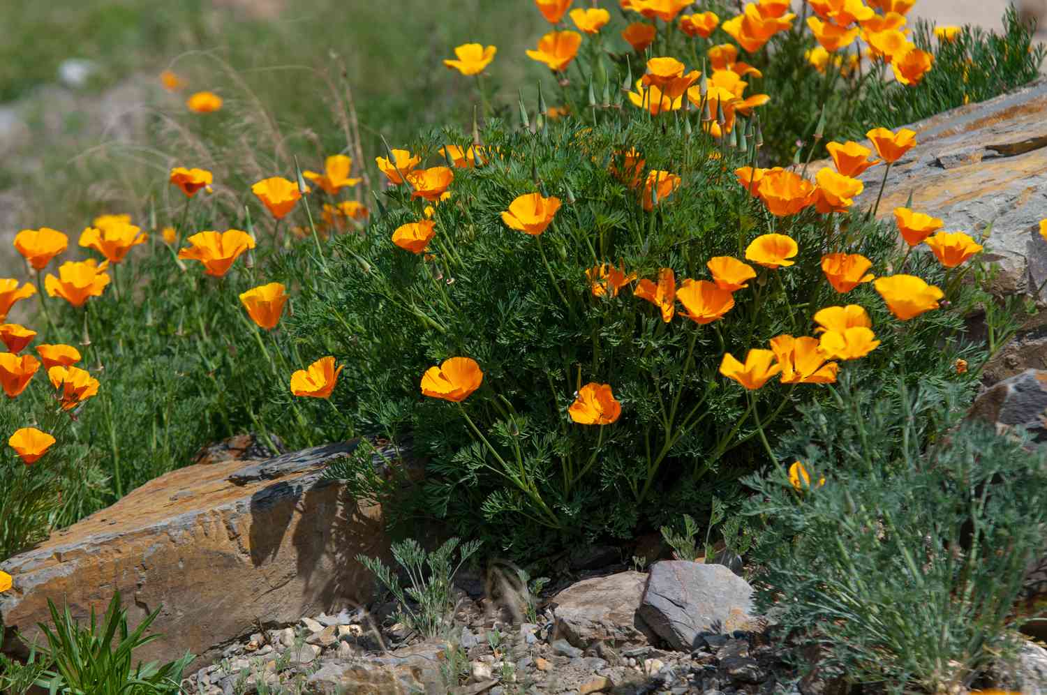 When To Plant California Poppy Seeds