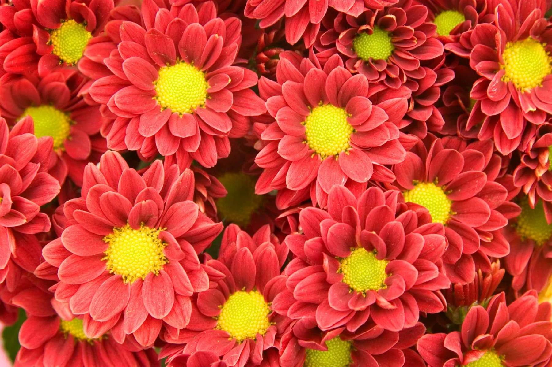 When To Plant Chrysanthemum Seeds