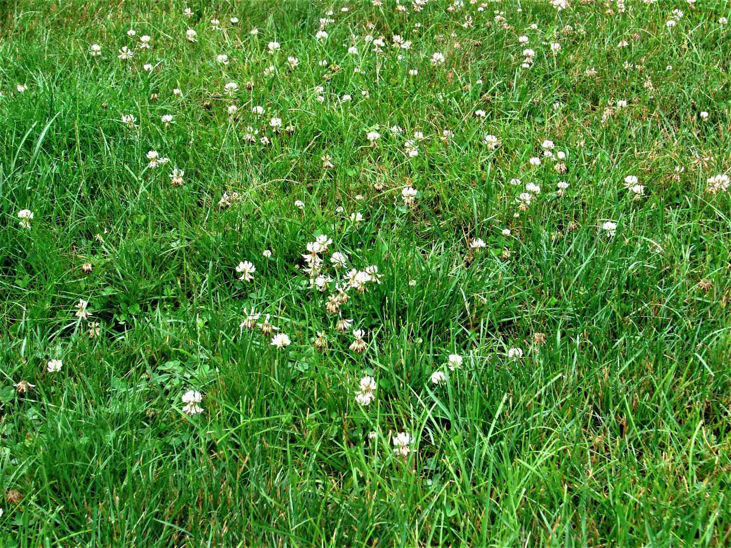 When To Plant Clover Seed For Lawn