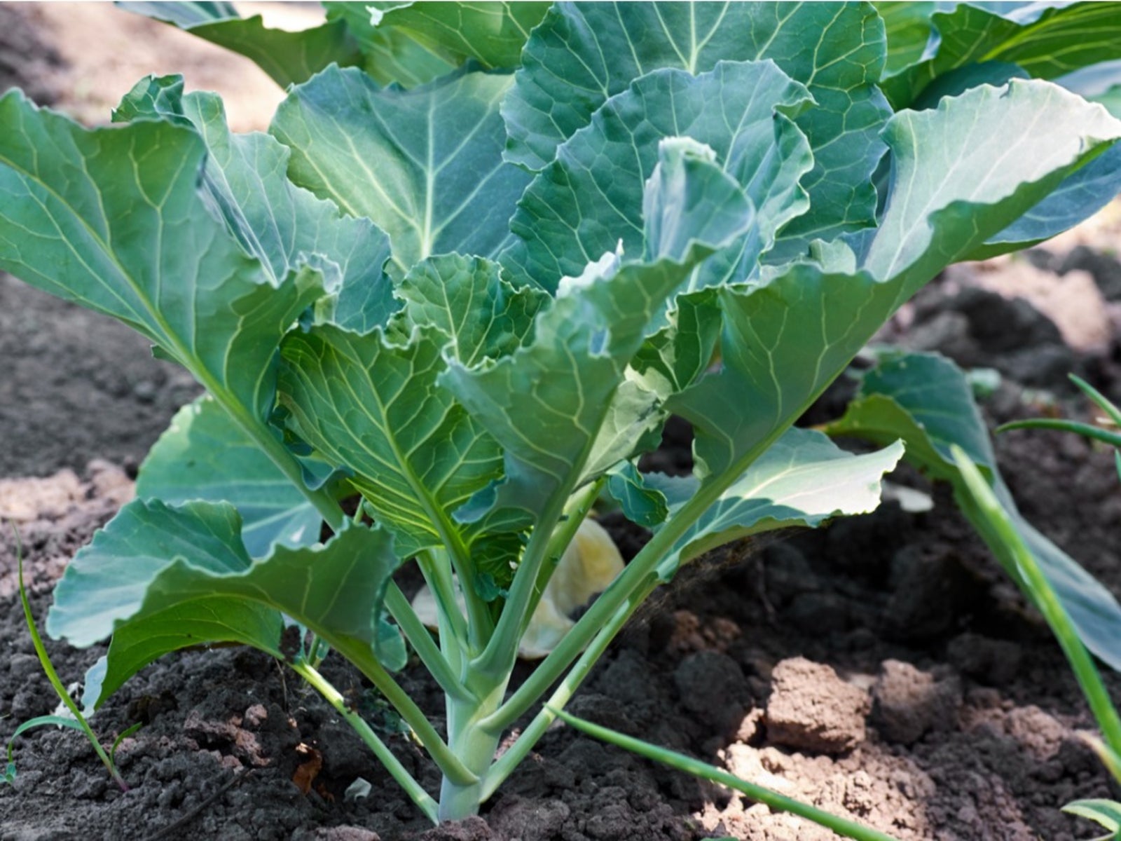 When To Plant Collard Seeds