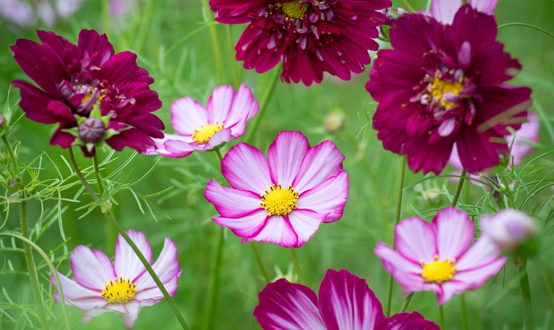 When To Plant Cosmos Seeds Outside