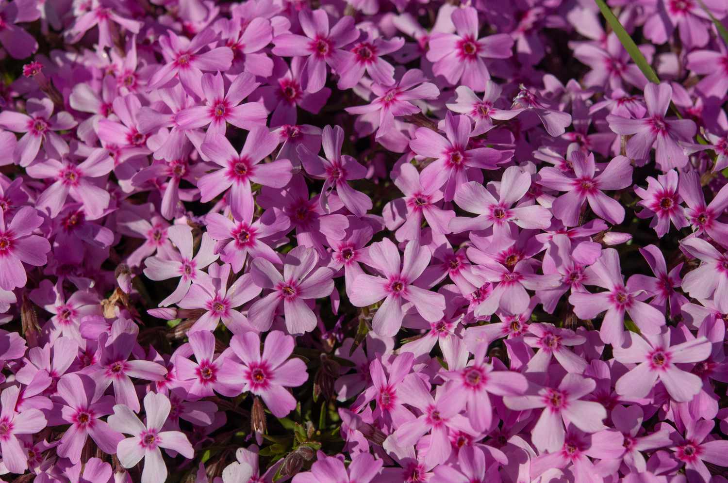 When To Plant Creeping Phlox Seeds