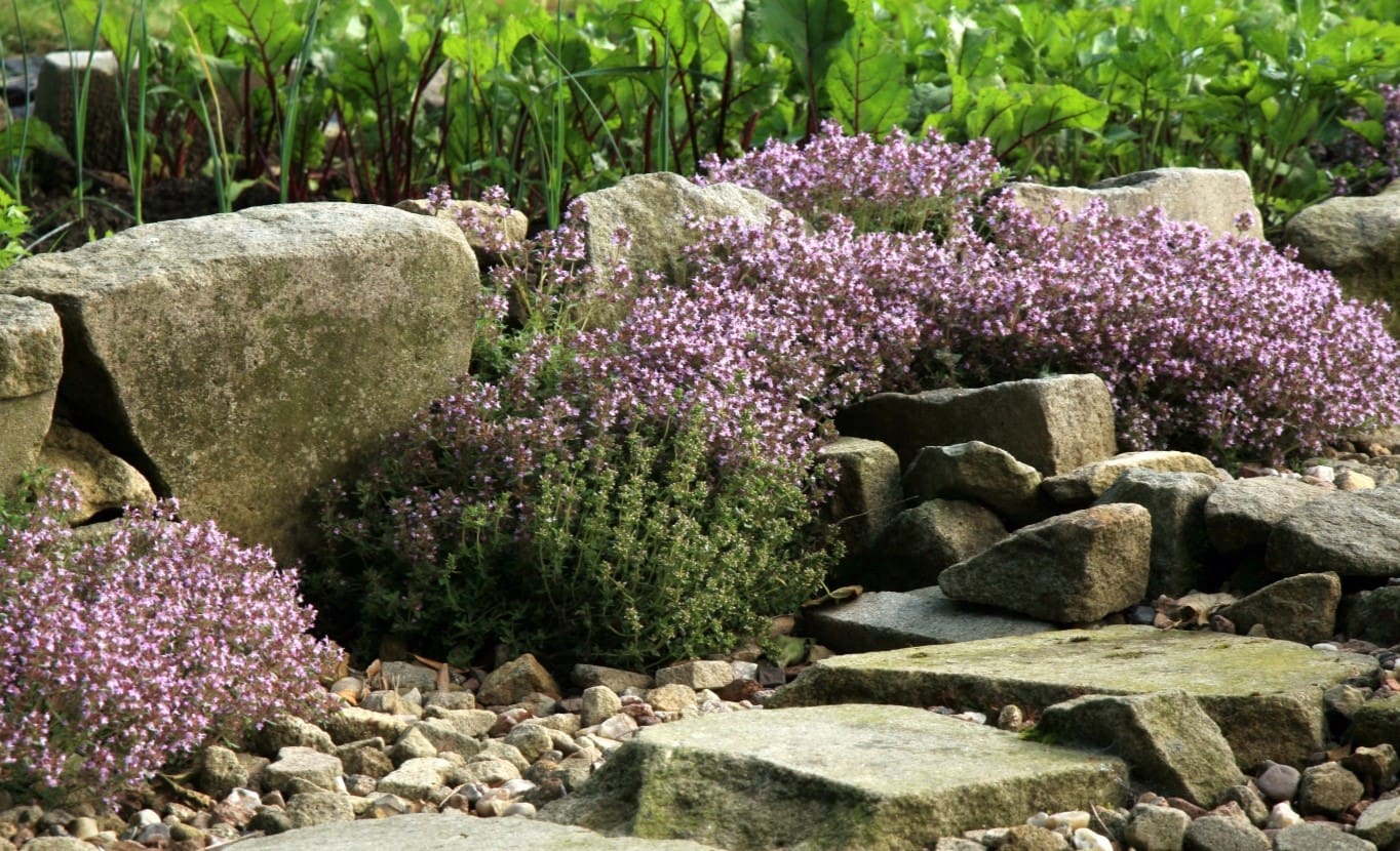 When To Plant Creeping Thyme Seeds