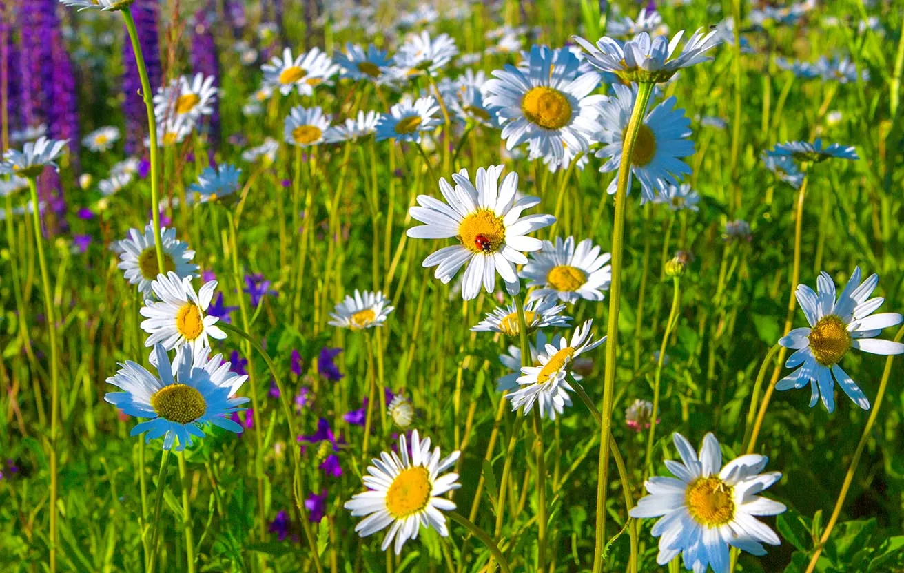 When To Plant Daisy Seeds