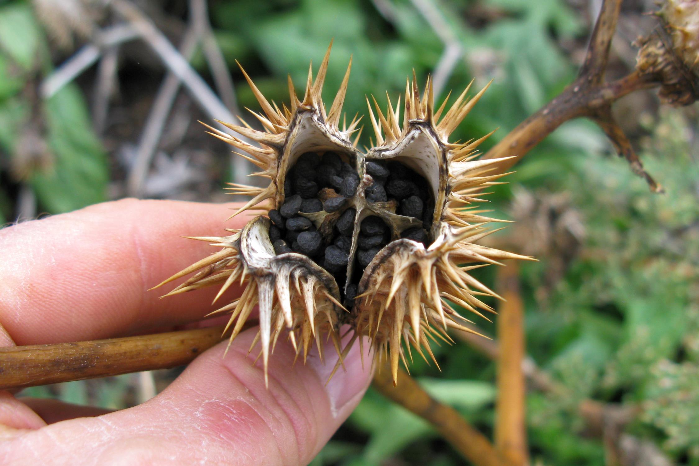 When To Plant Datura Seeds