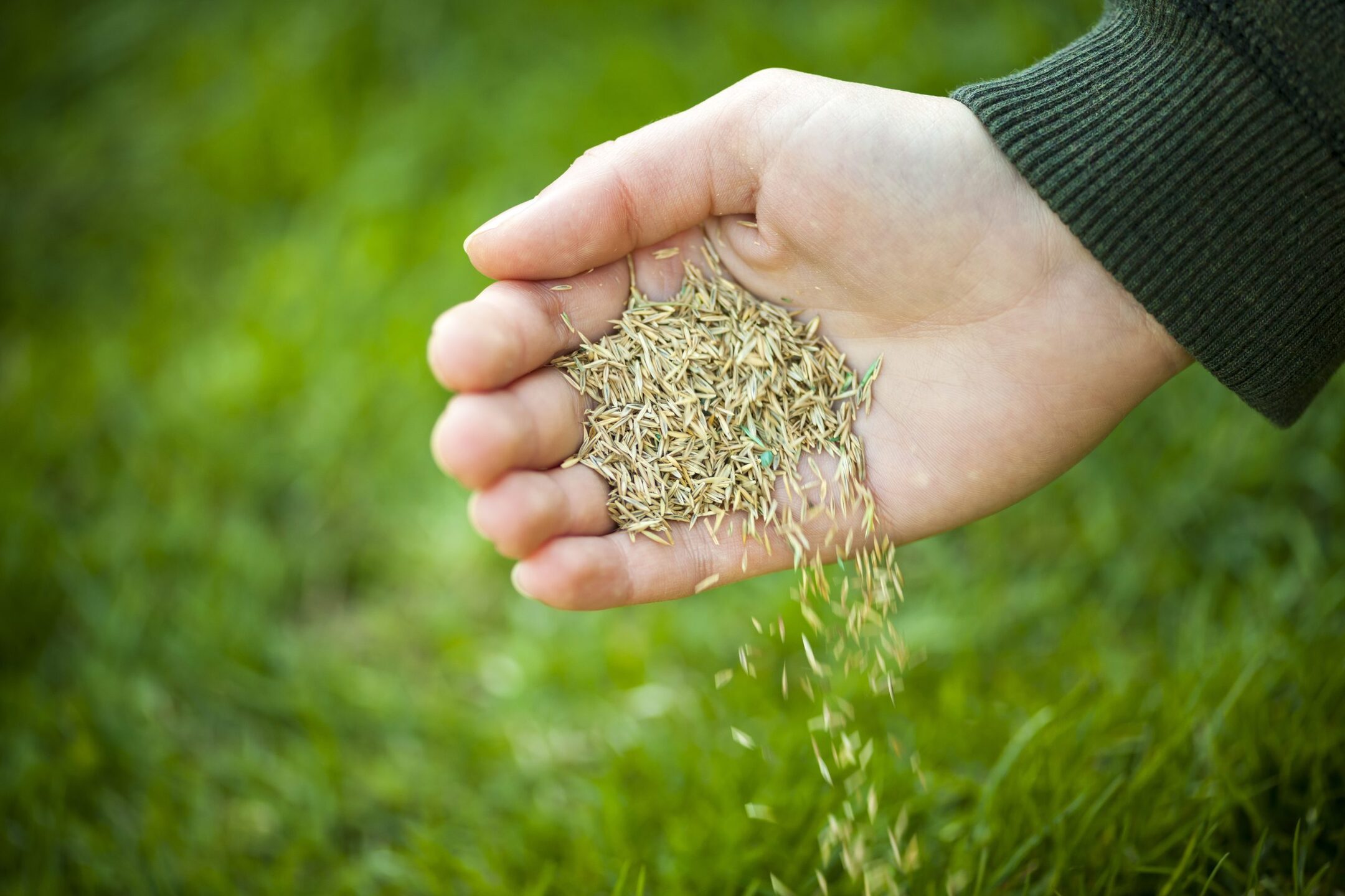 When To Plant Fescue Grass Seed In TN