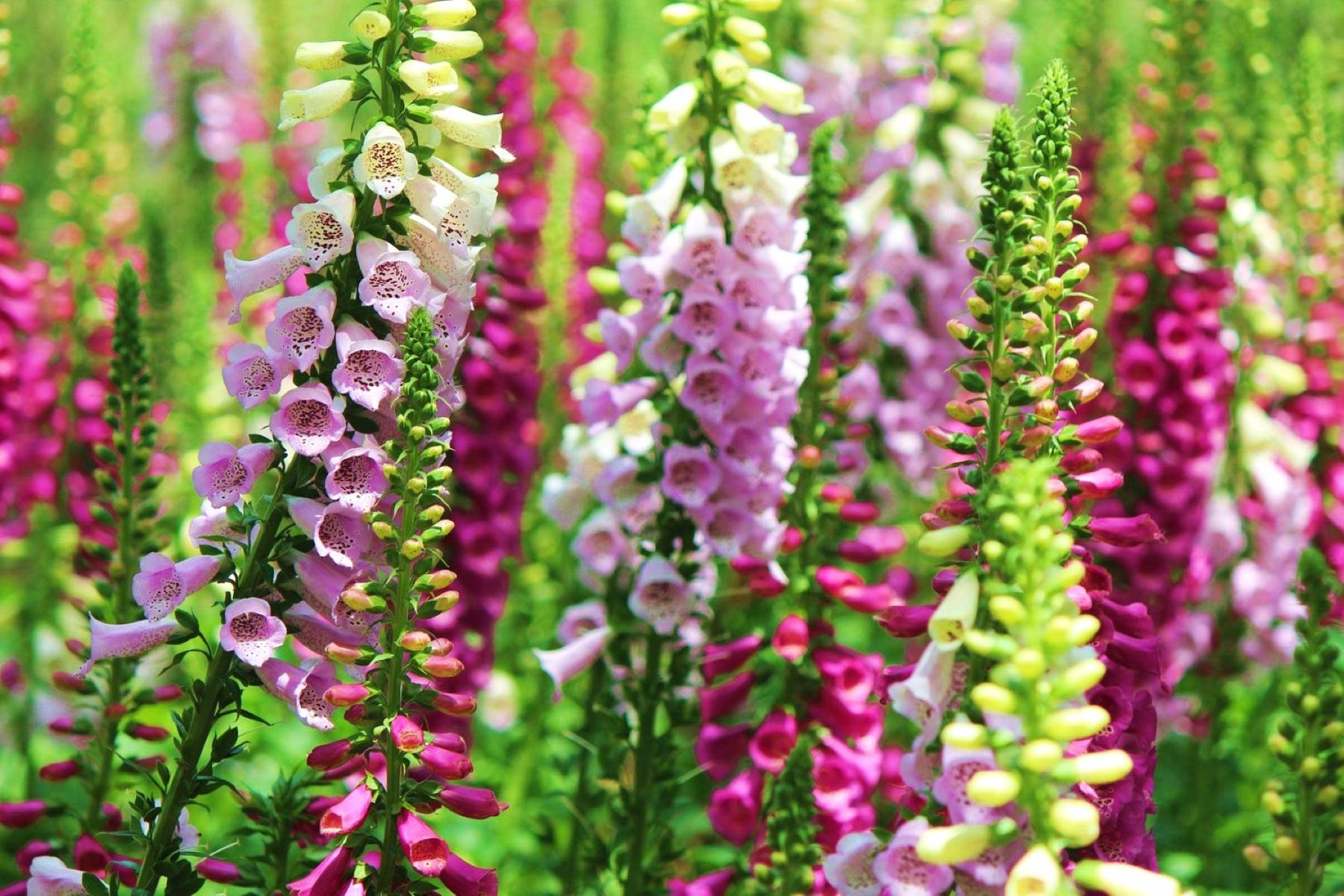 When To Plant Foxglove Seeds