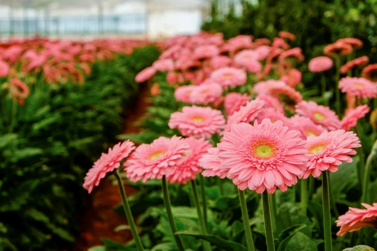 When To Plant Gerbera Daisy Seeds