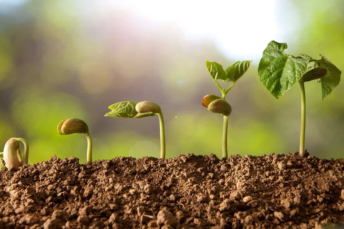 When To Plant Germinated Seeds