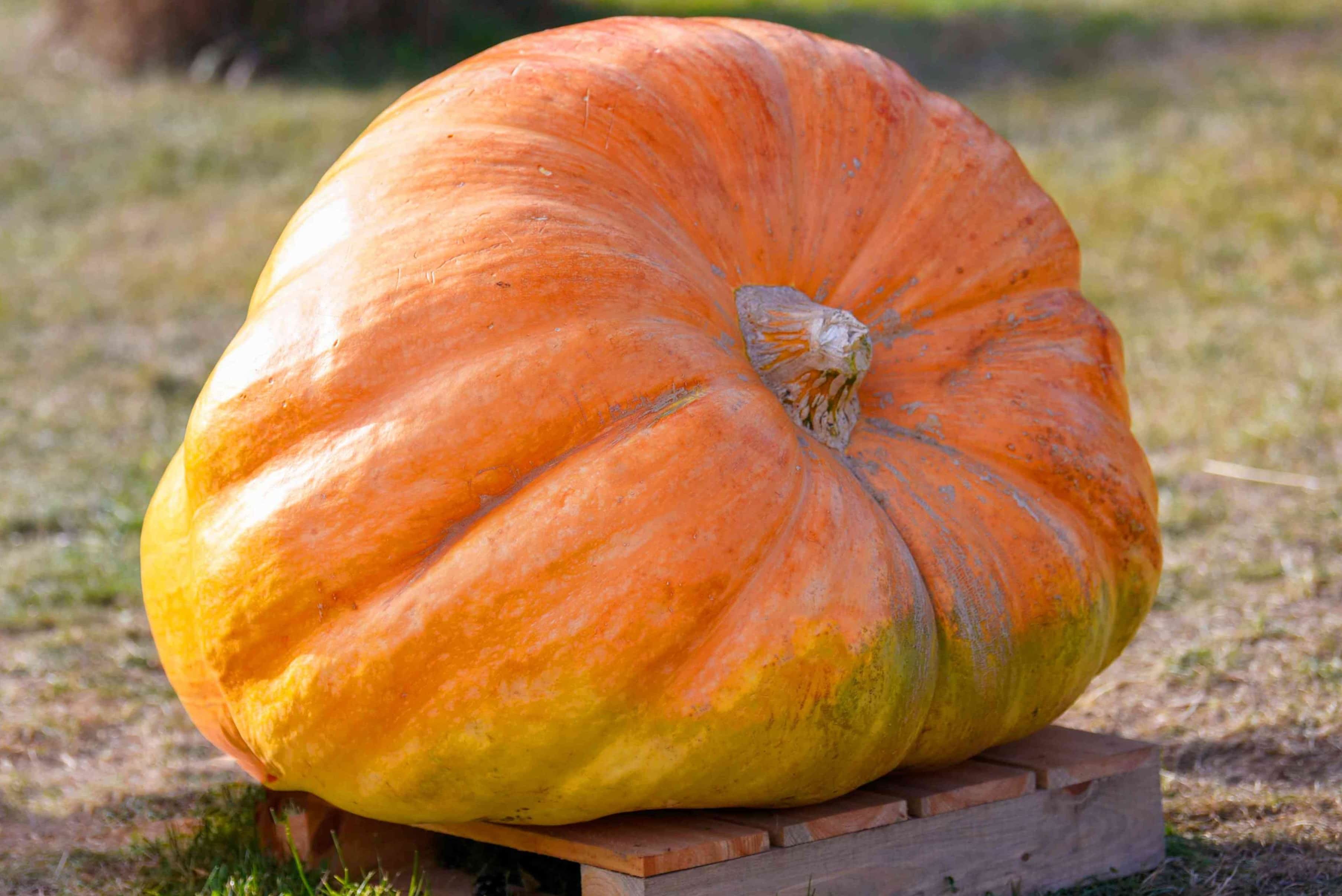 When To Plant Giant Pumpkin Seeds