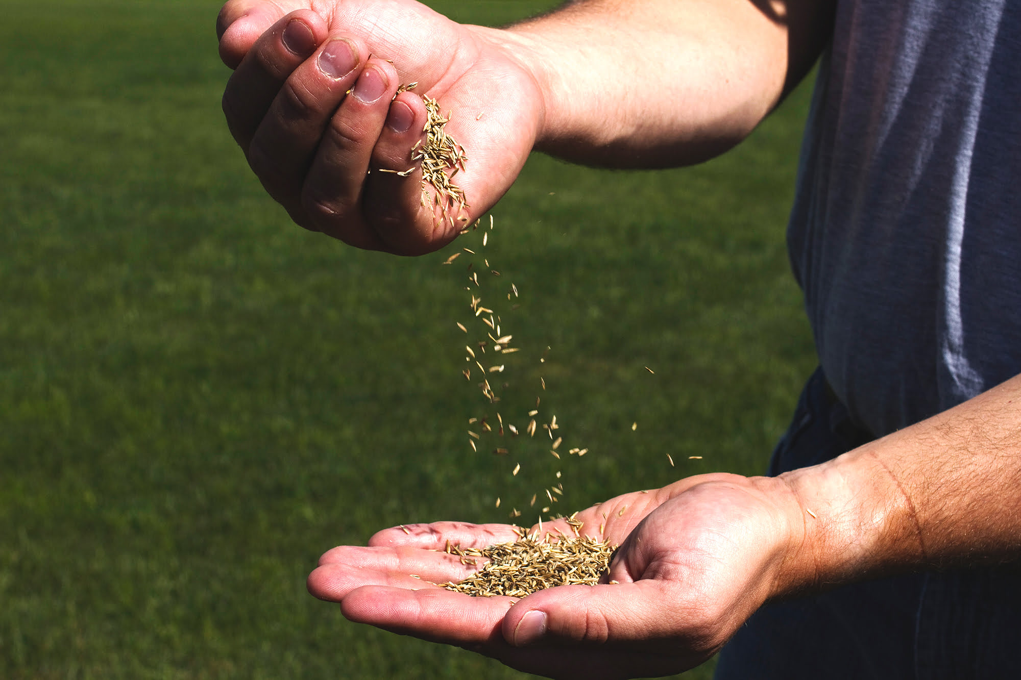 When To Plant Grass Seed In Illinois