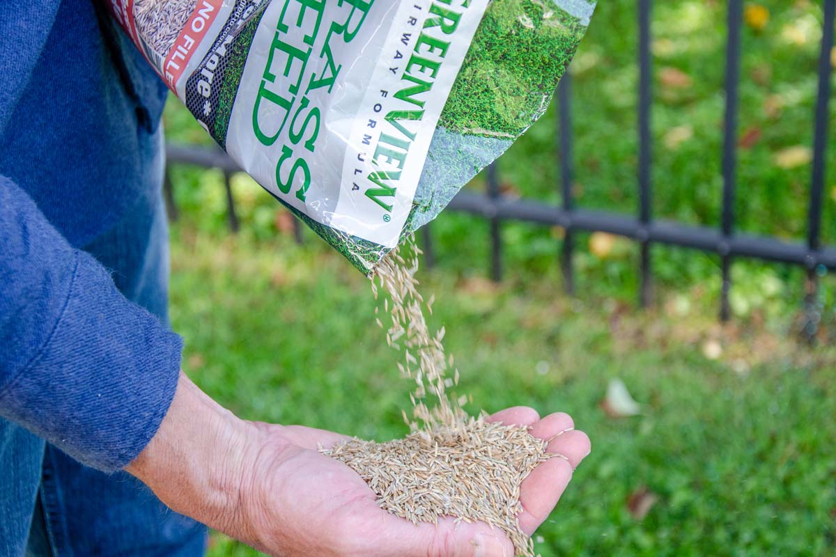 When To Plant Grass Seed In Indiana