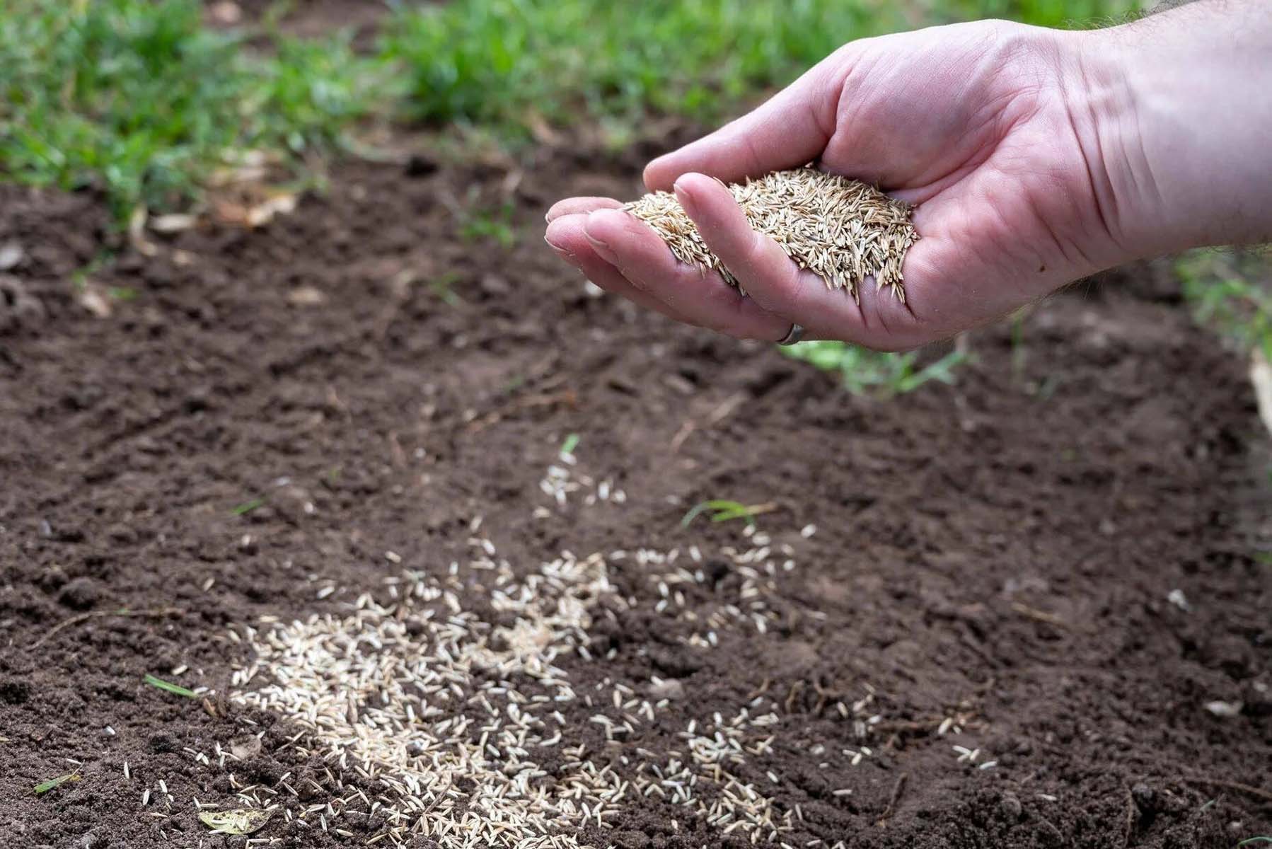 When To Plant Grass Seed In Massachusetts Spring