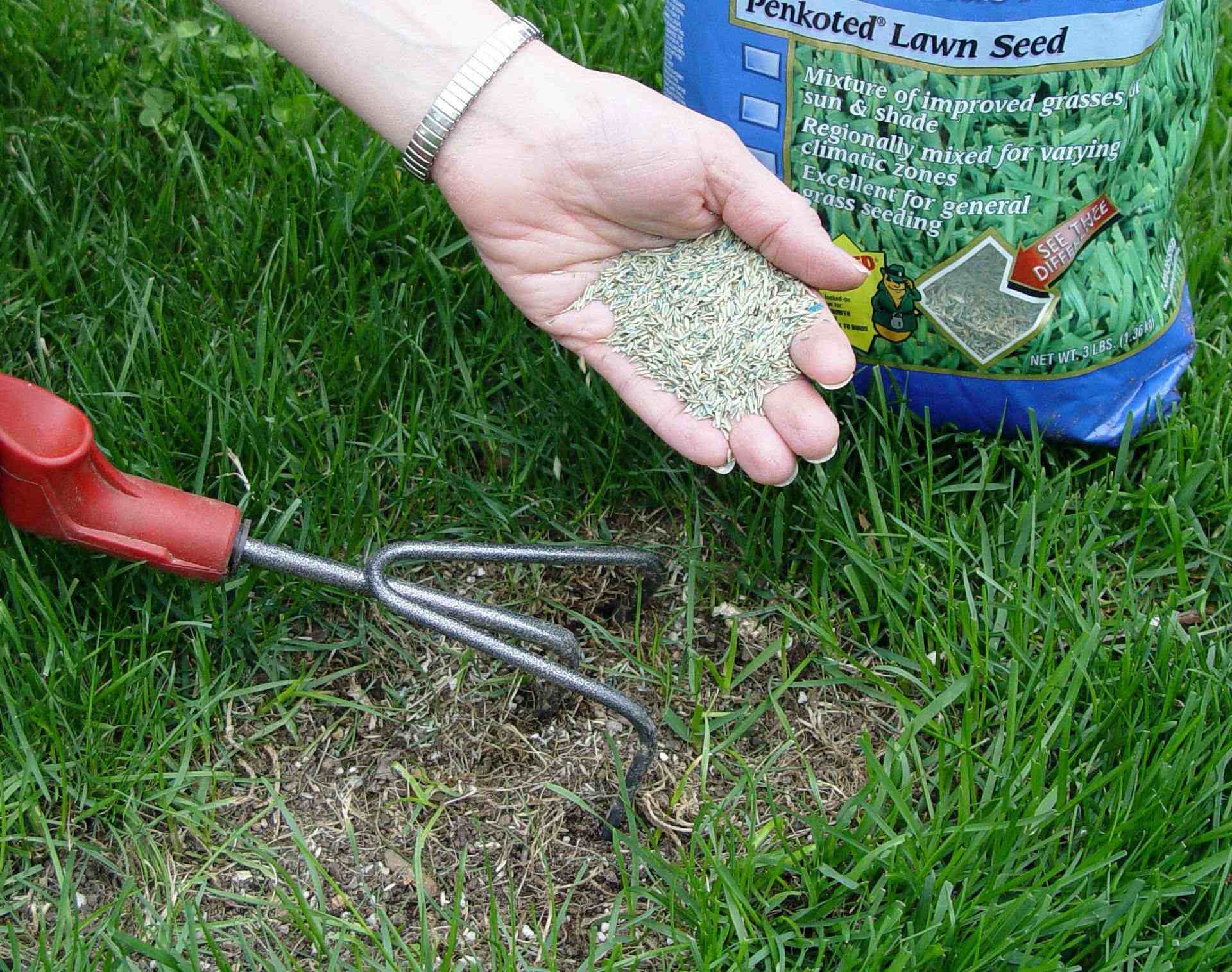 When To Plant Grass Seed In Michigan