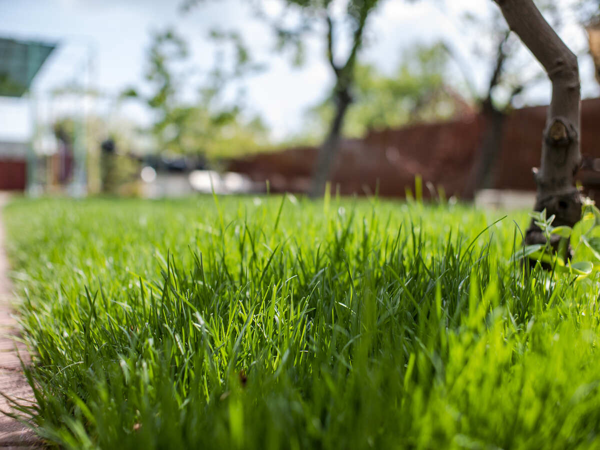 When To Plant Grass Seed In Missouri Spring