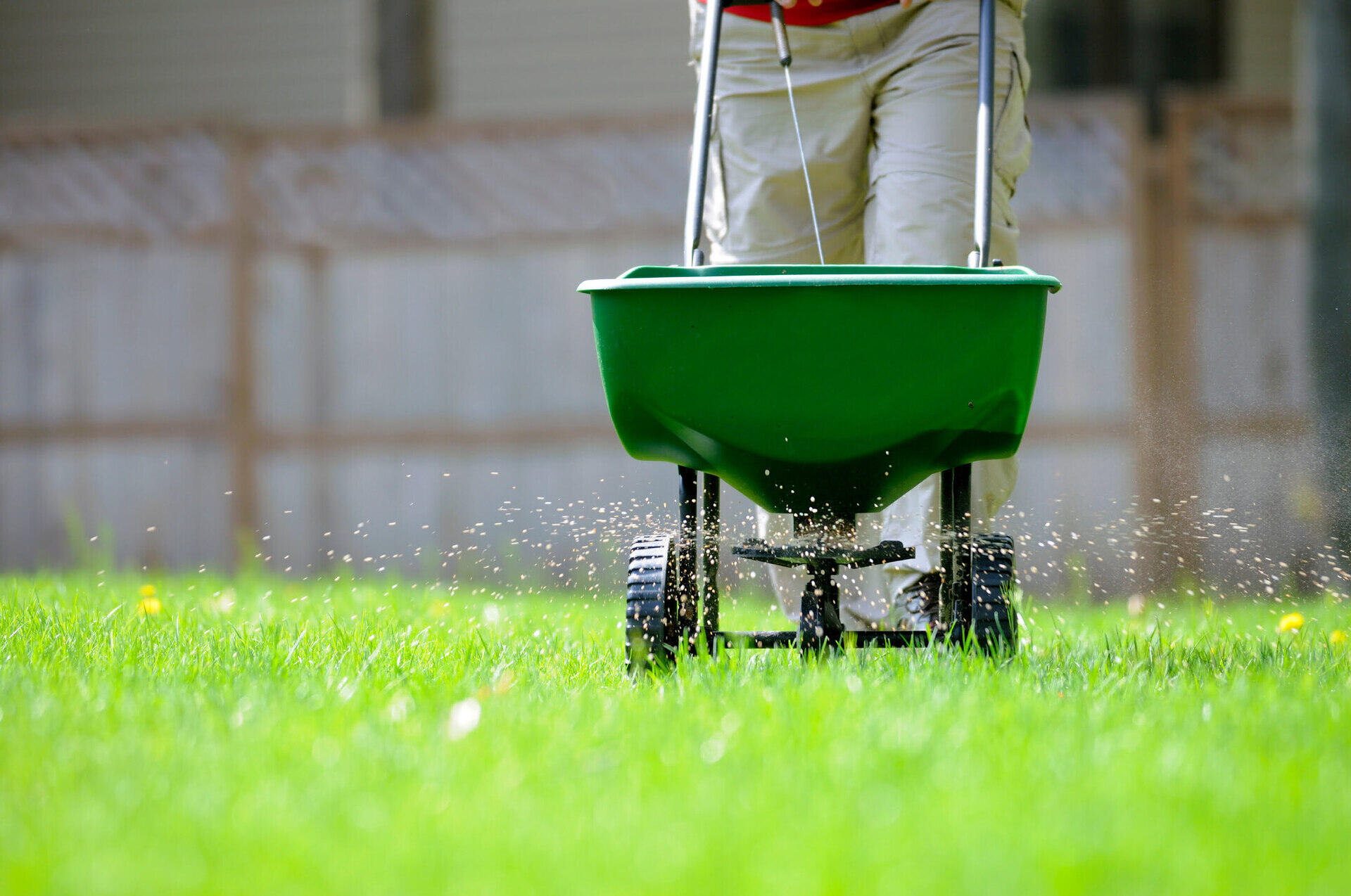 When To Plant Grass Seed In NY