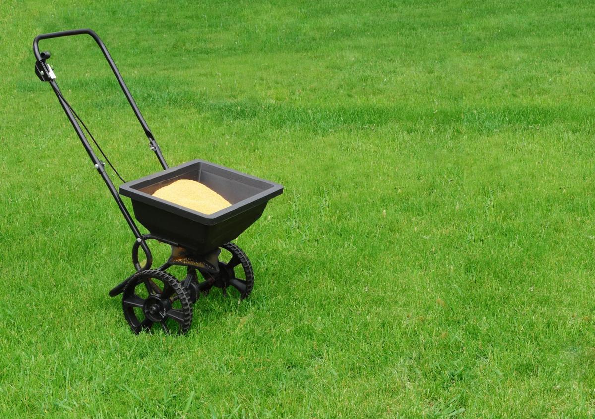 When To Plant Grass Seed In St. Louis