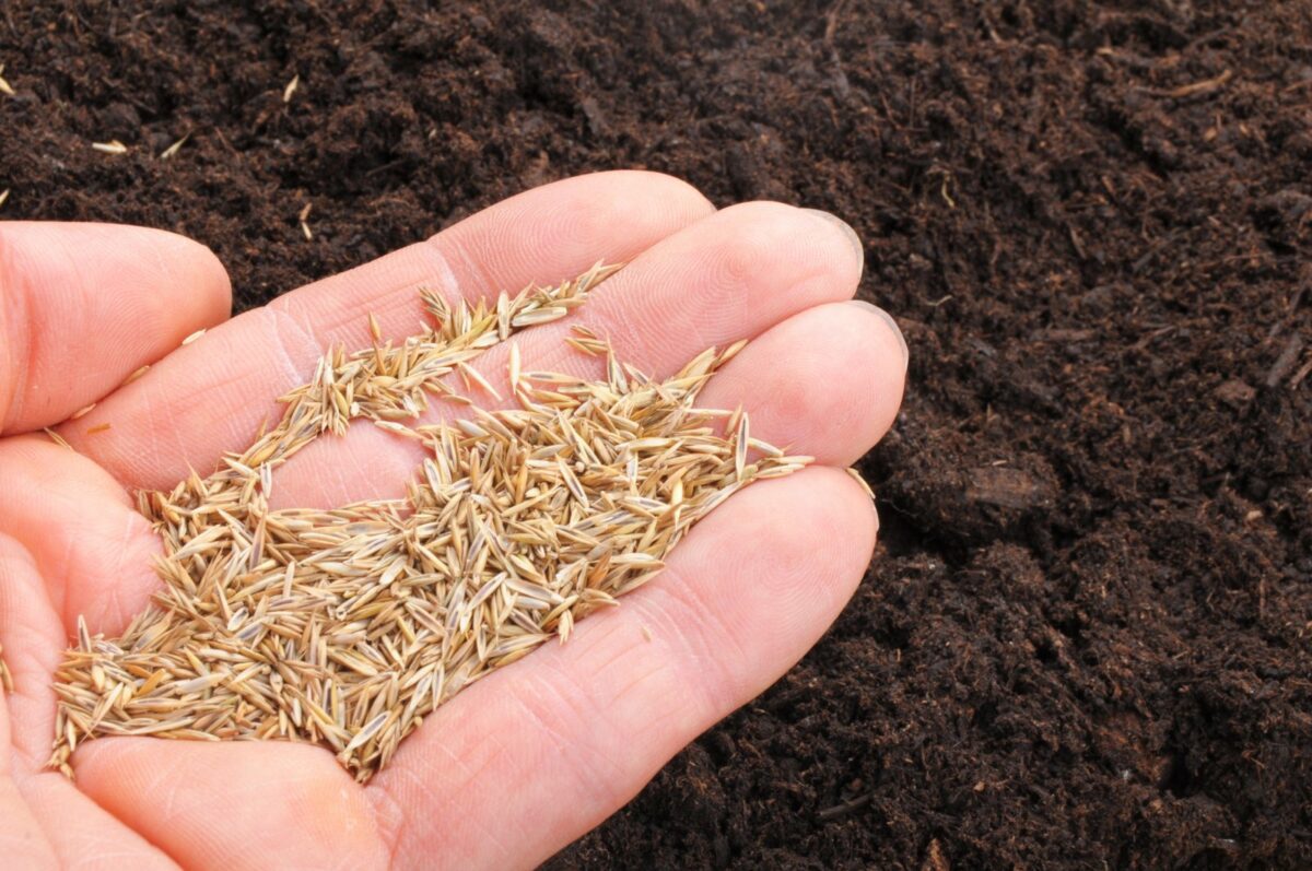 When To Plant Grass Seed In Texas