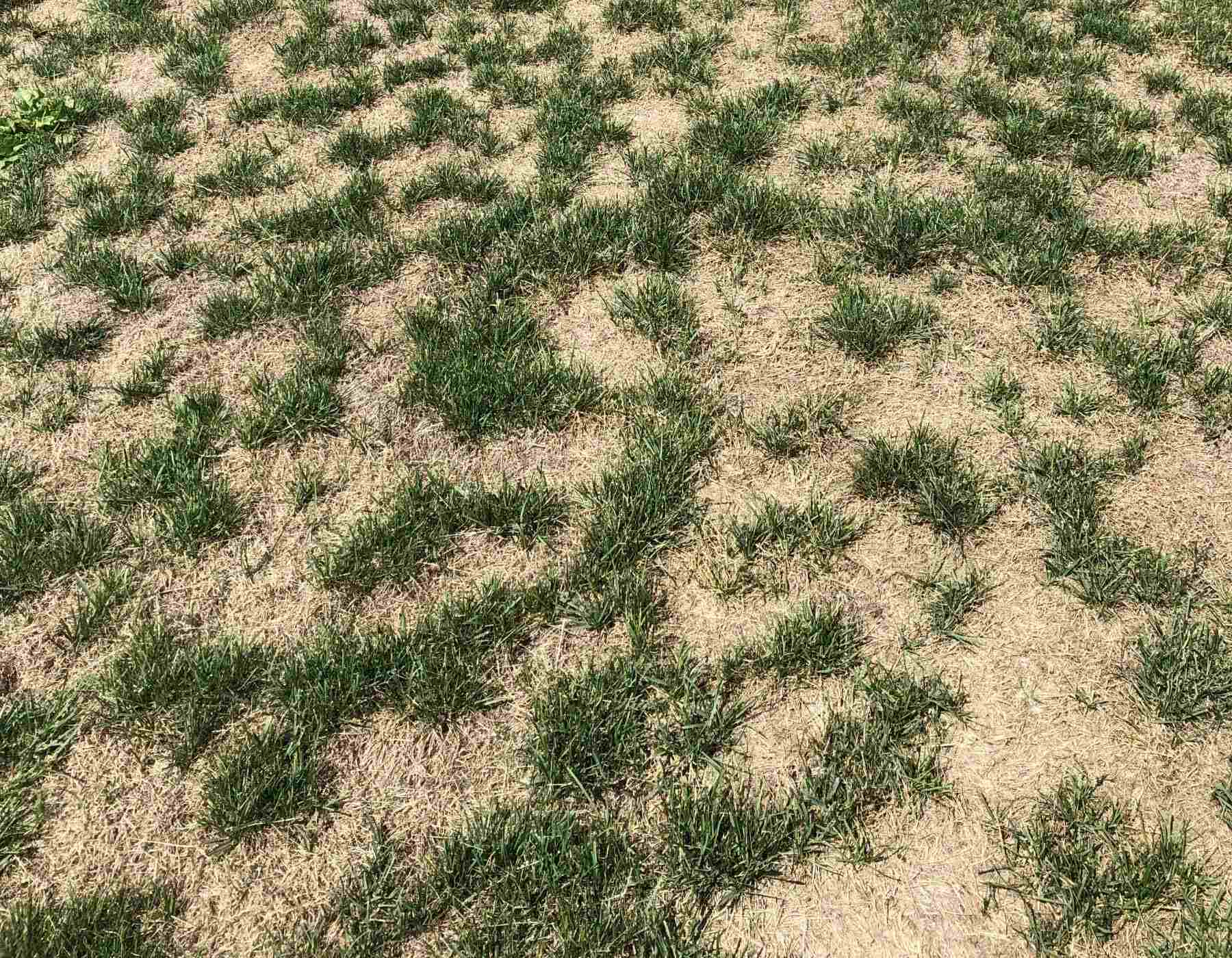 When To Plant Grass Seed In Wisconsin