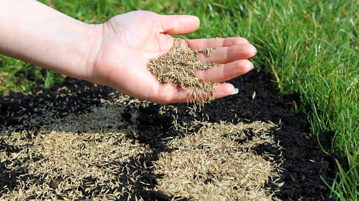 When To Plant Grass Seeds