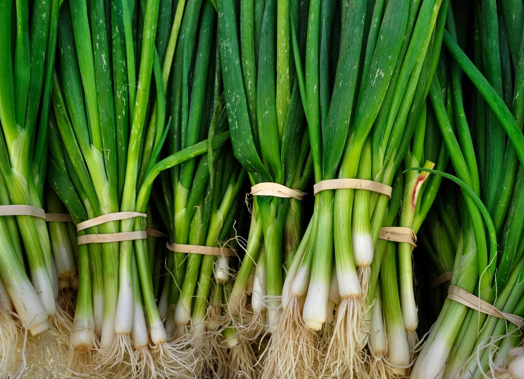 When To Plant Green Onion Seeds