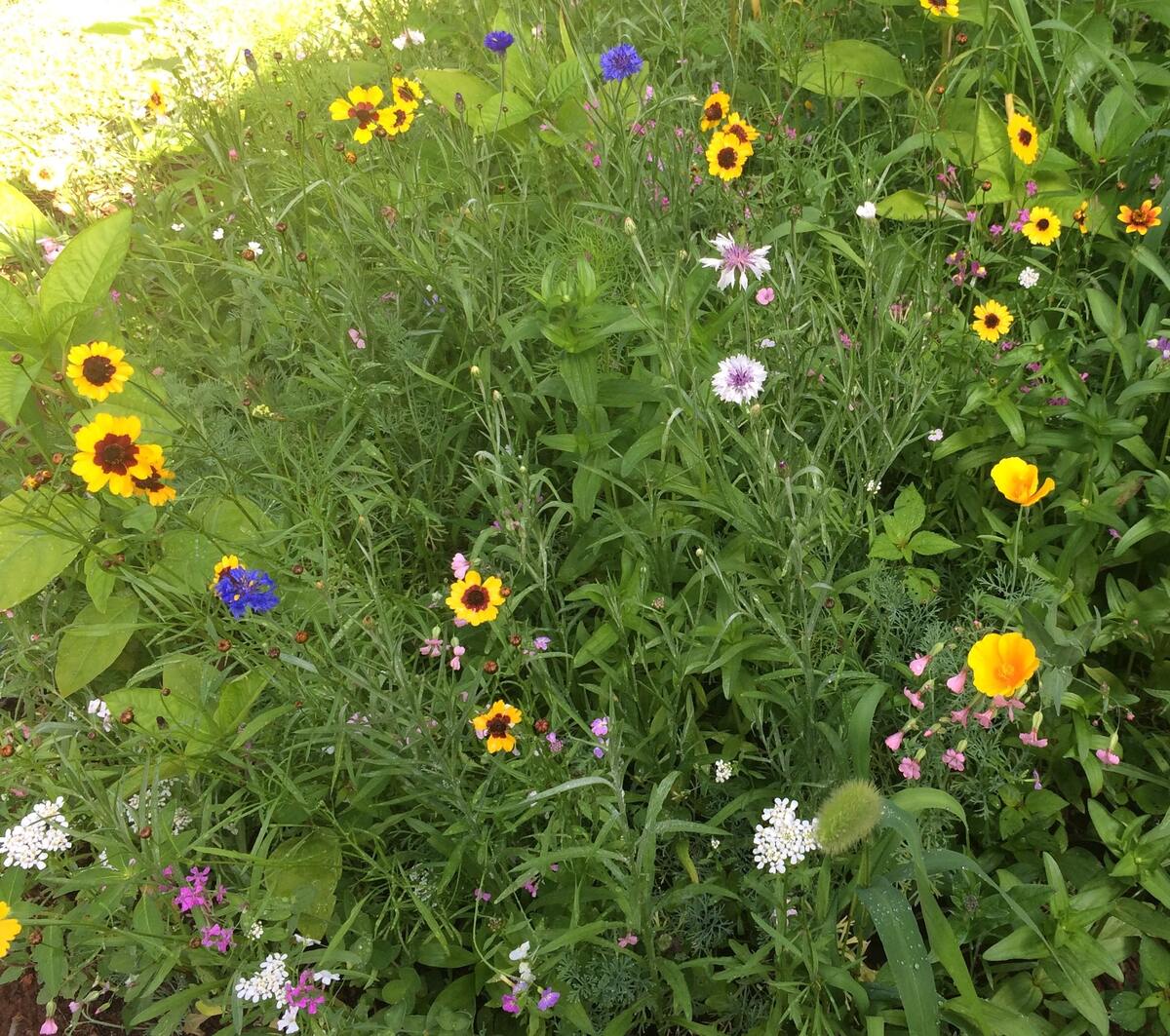 When To Plant Hummingbird And Butterfly Wildflower Mix