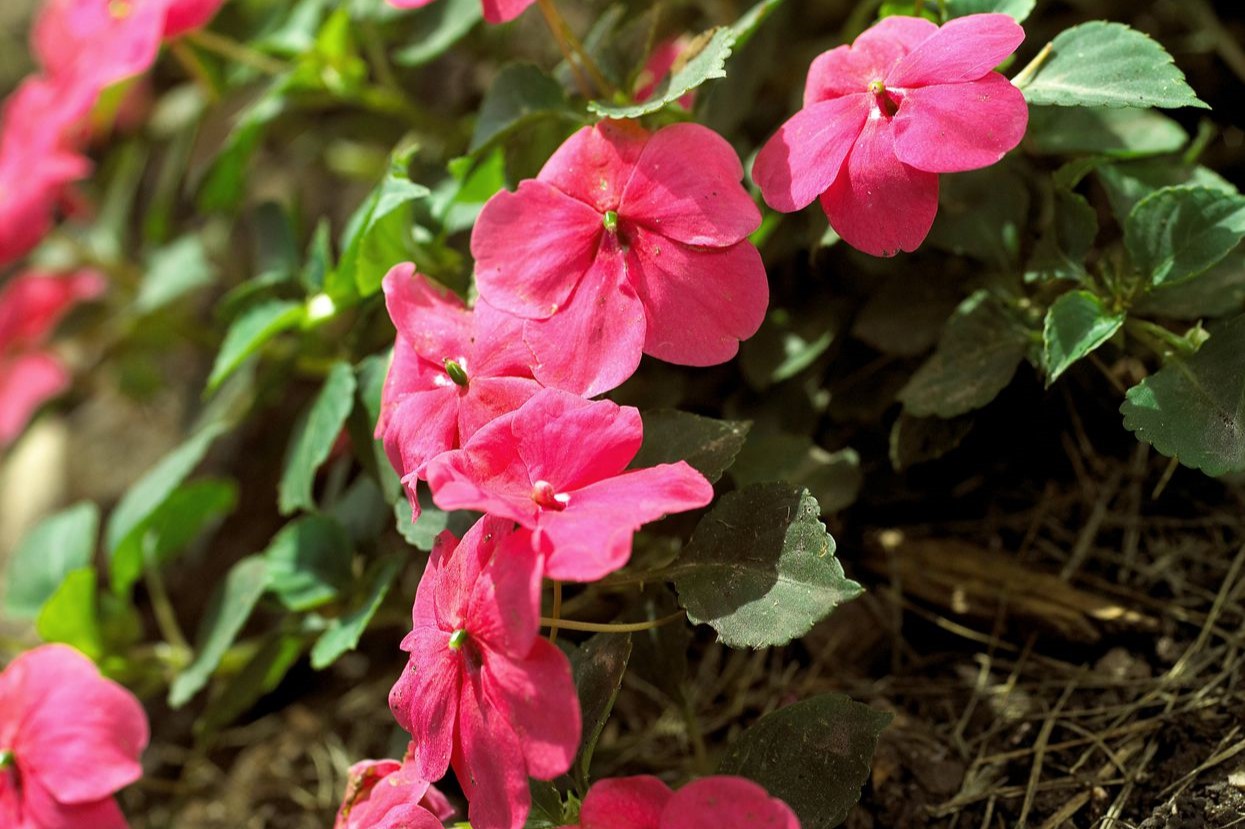 When To Plant Impatiens Seeds